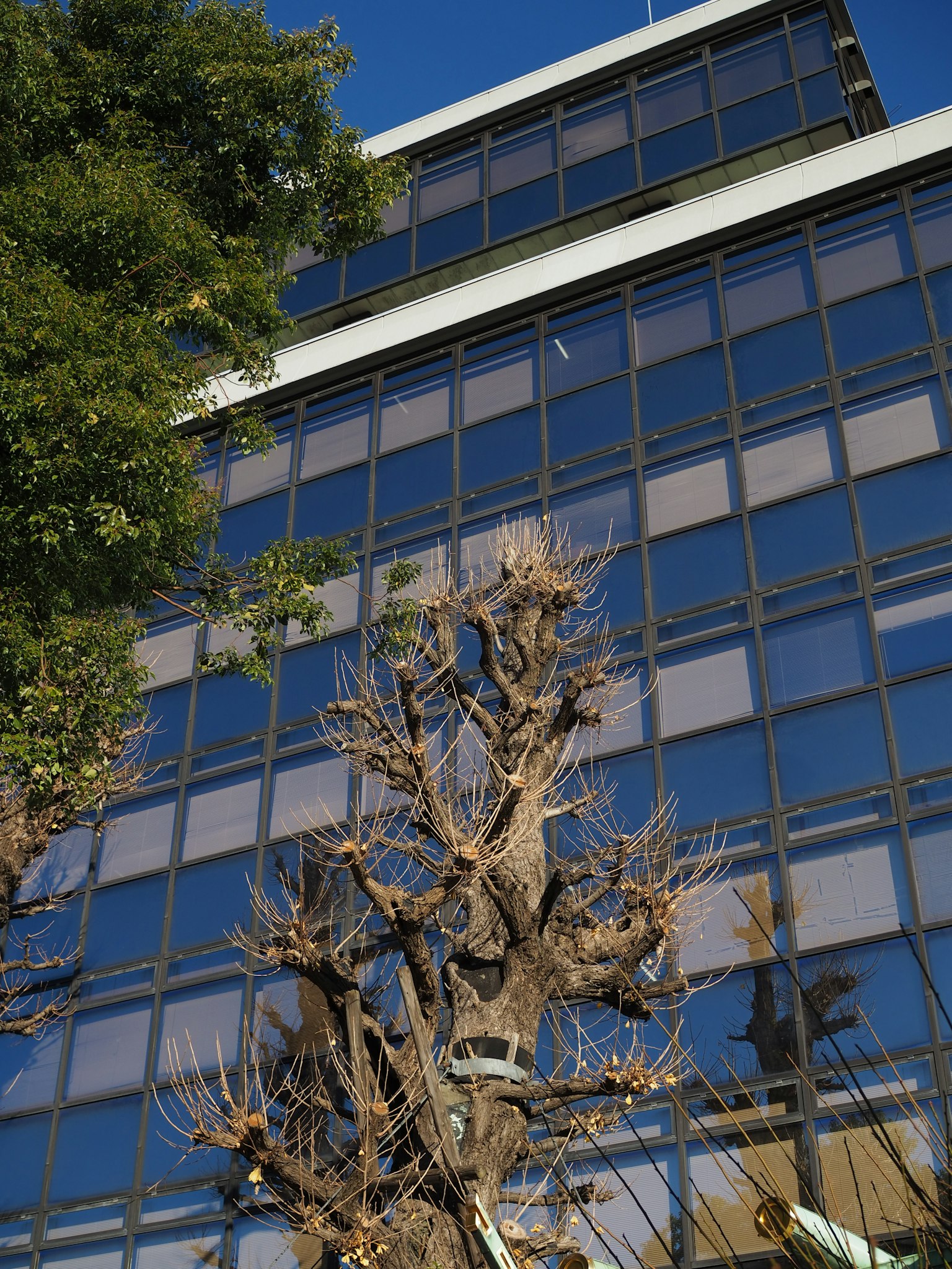 Kontras antara jendela kaca gedung dan pohon gundul