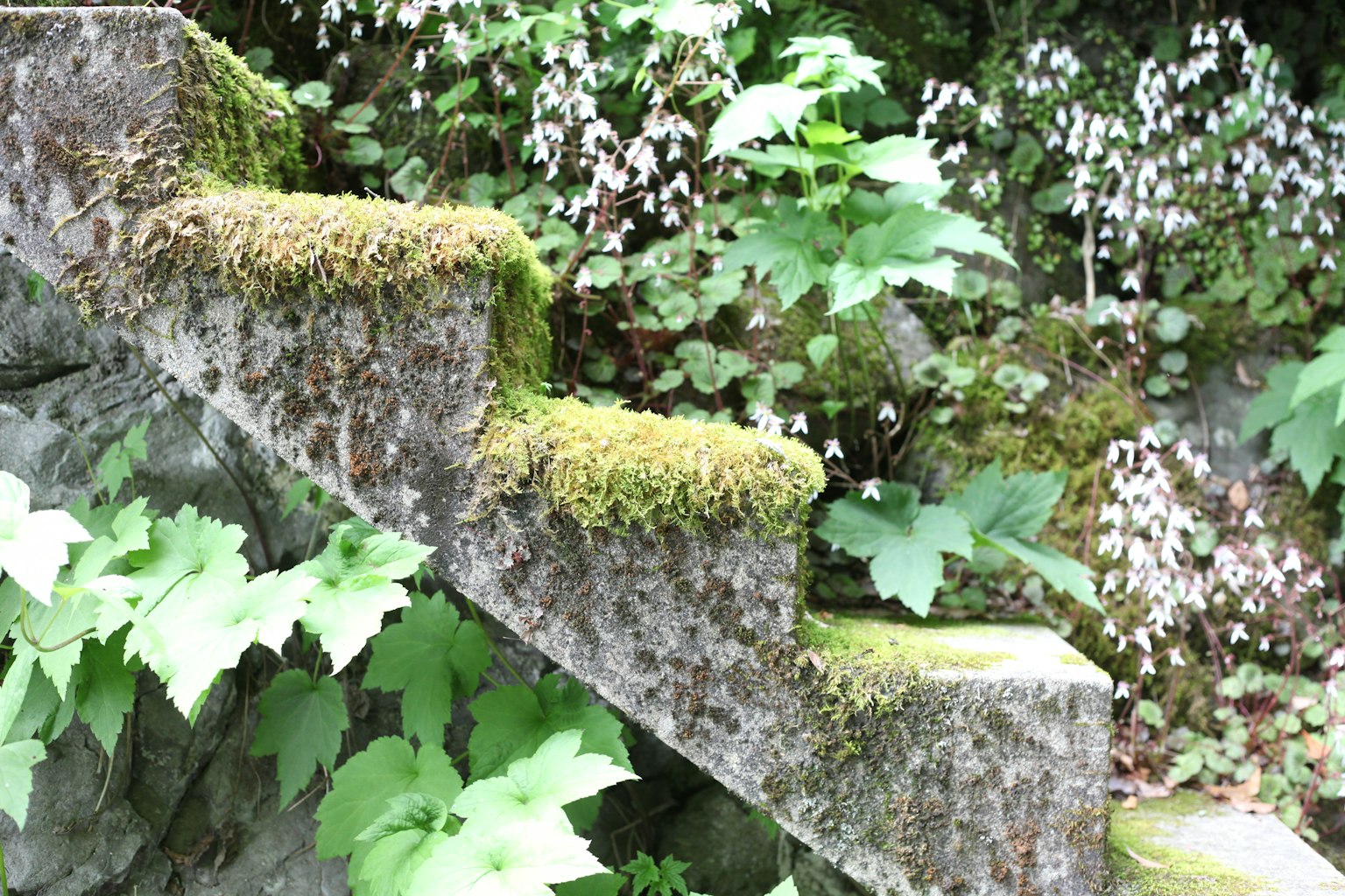 Escaleras cubiertas de musgo rodeadas de plantas verdes exuberantes