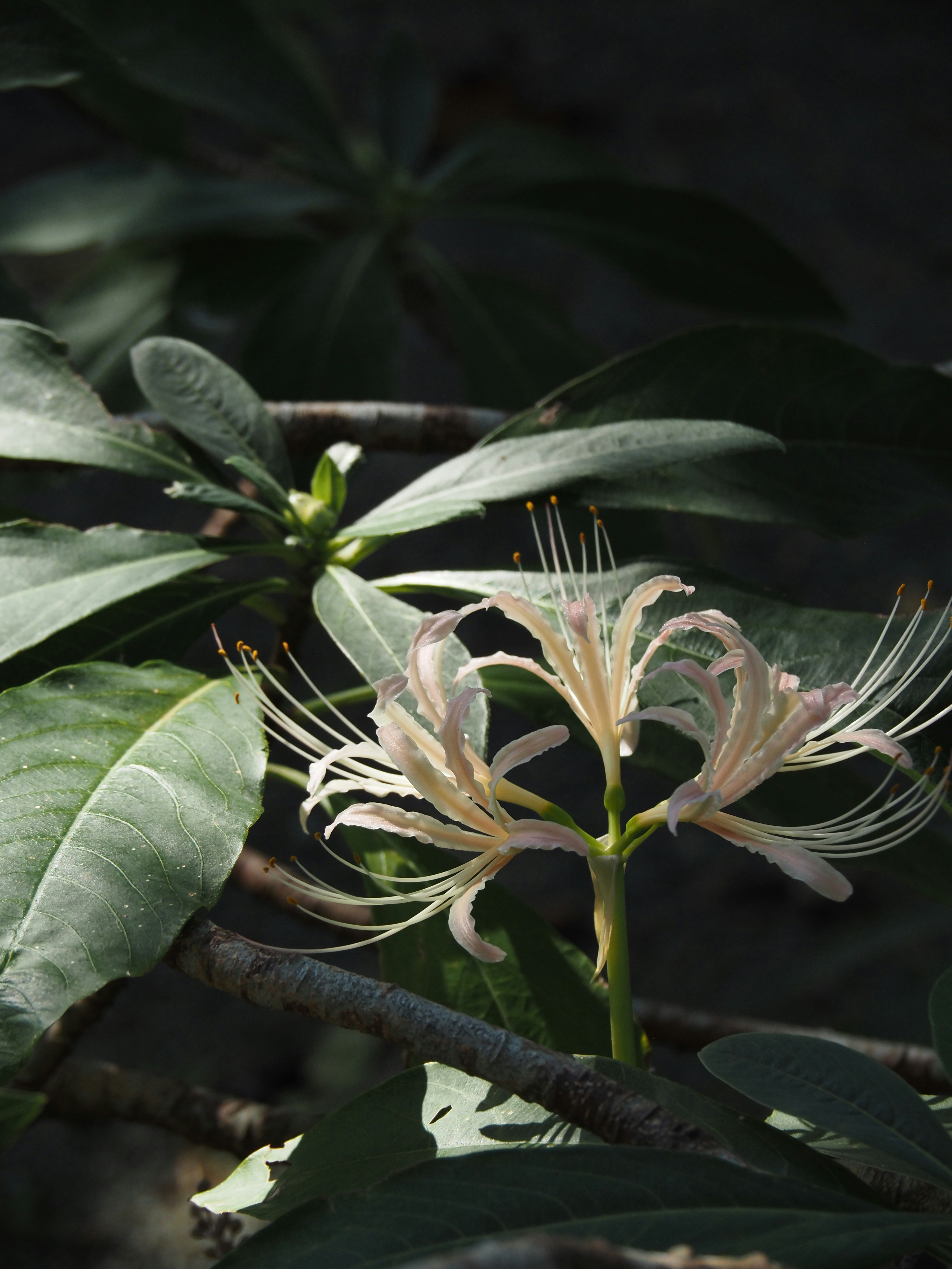 彼岸花（曼珠沙華）の白い花が咲く枝先のクローズアップ