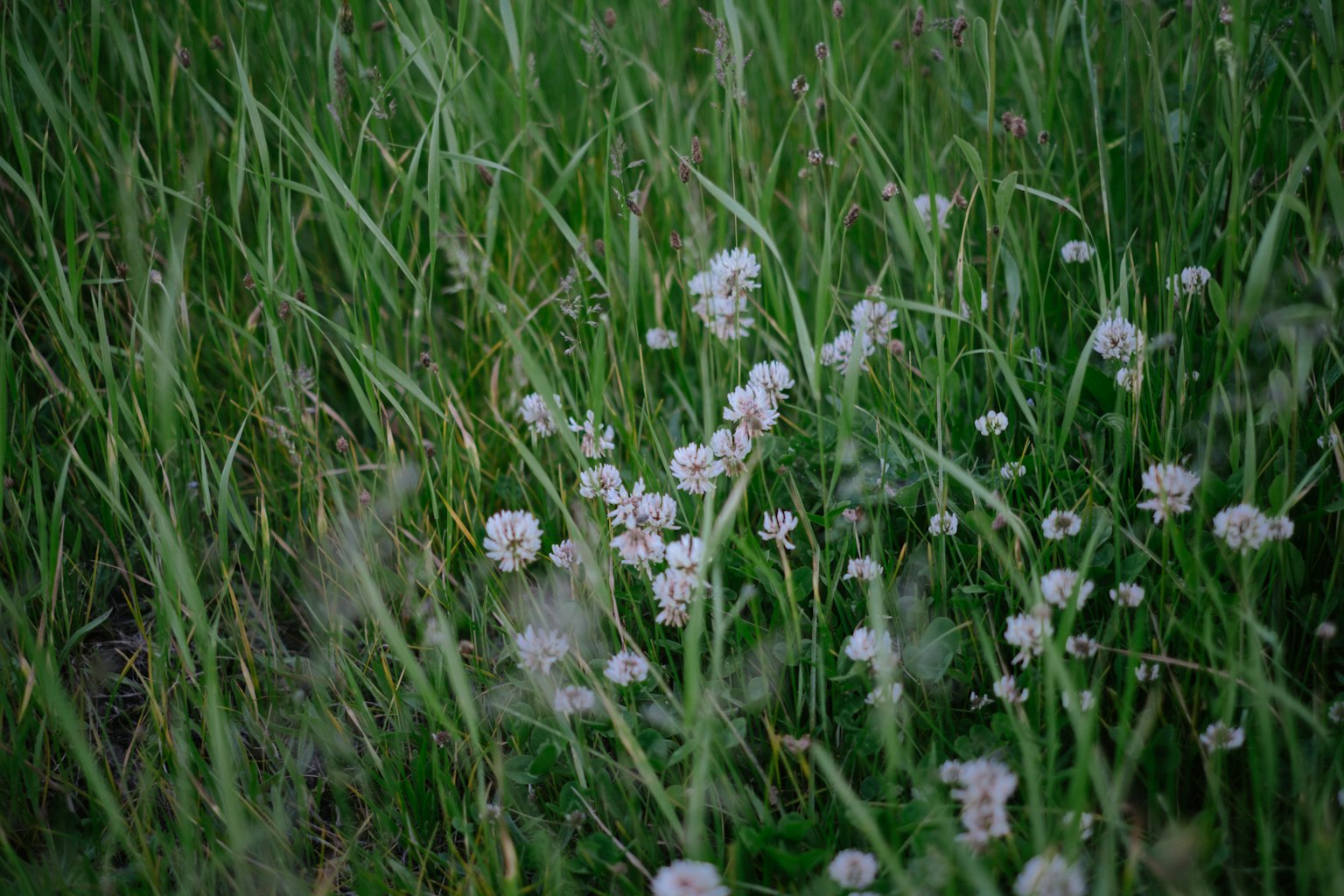 Pequeñas flores blancas esparcidas entre la hierba verde
