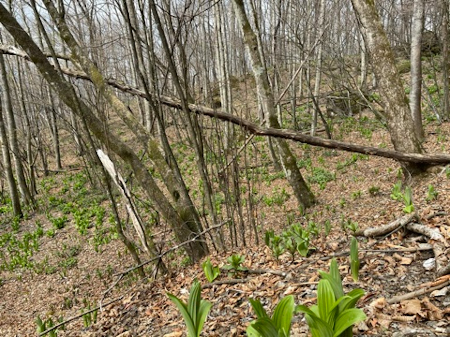 Paesaggio forestale con alberi spogli e piante verdi emergenti