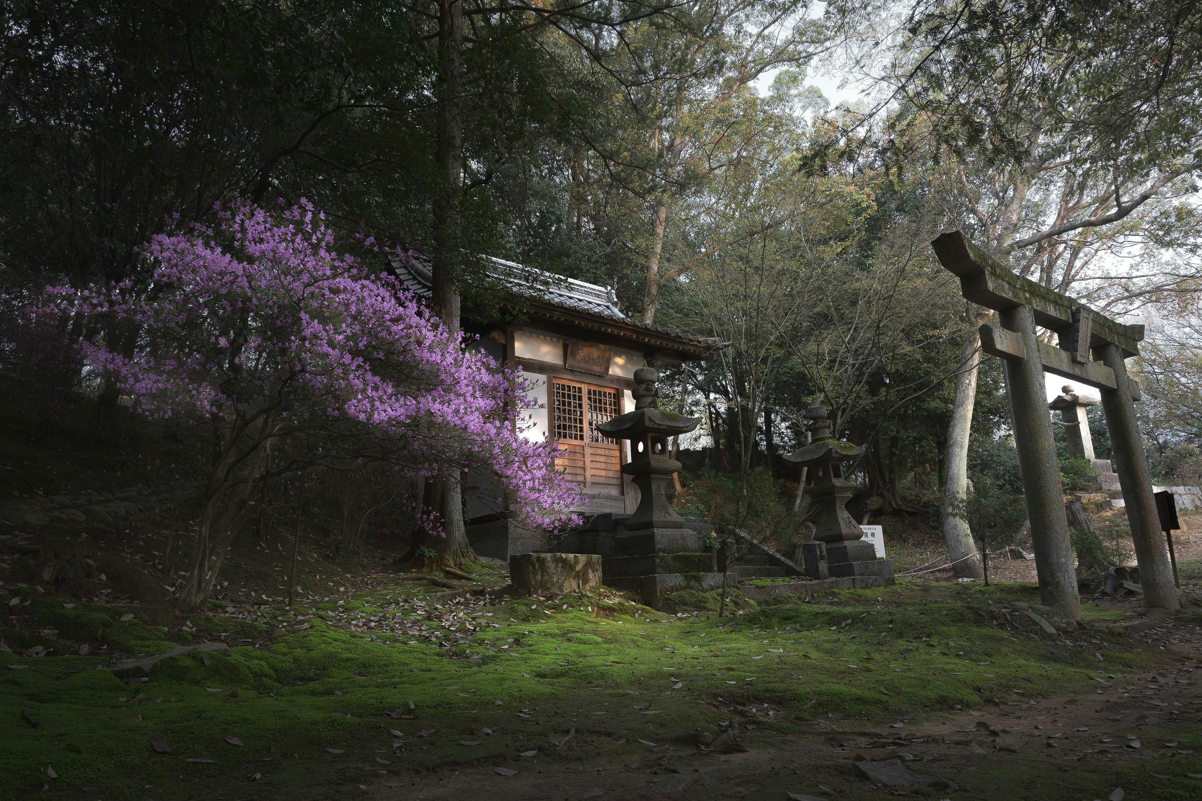御寺のヤマツツジが咲く庭園の風景
