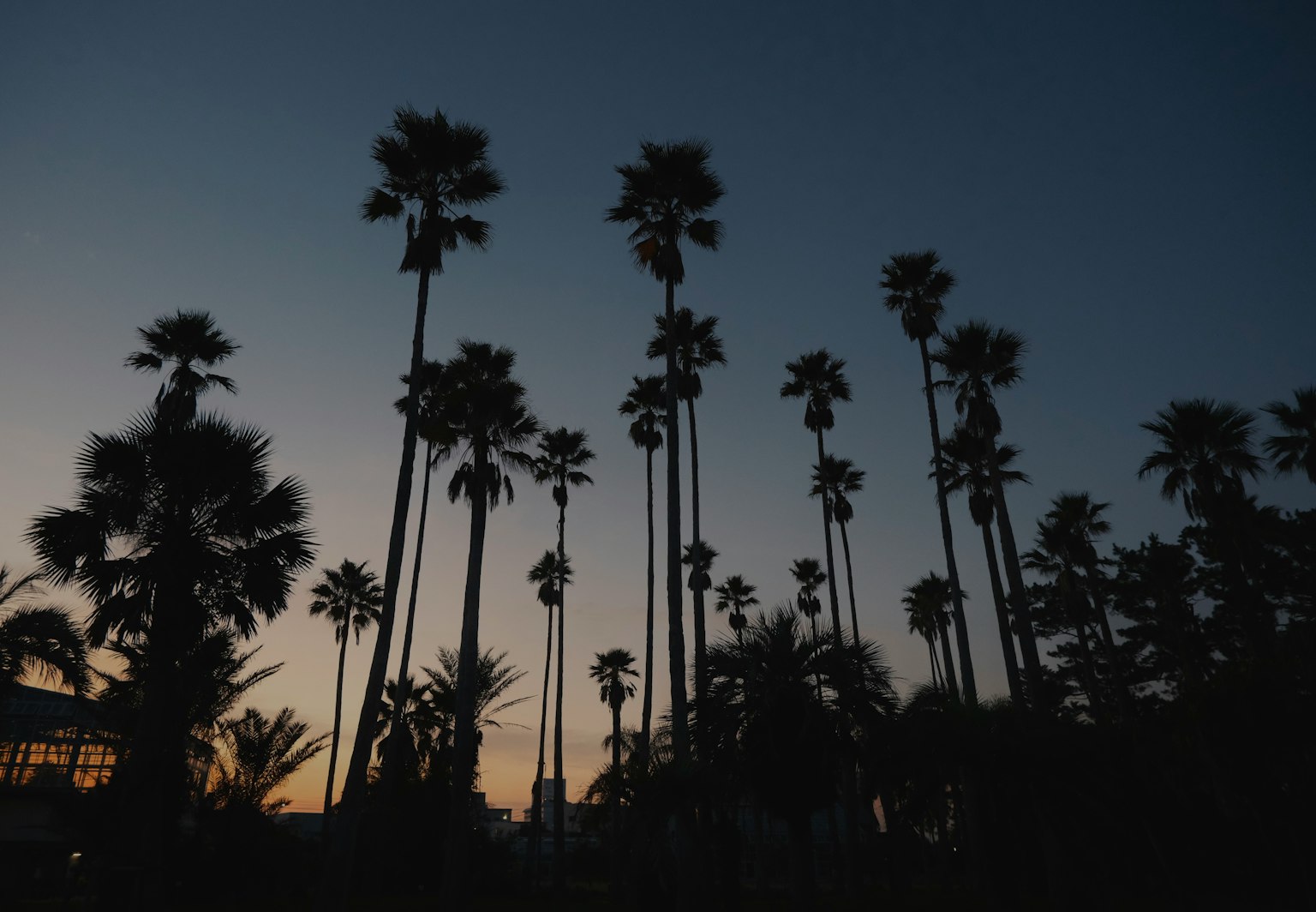 Silhouette di palme al tramonto con cielo sfumato