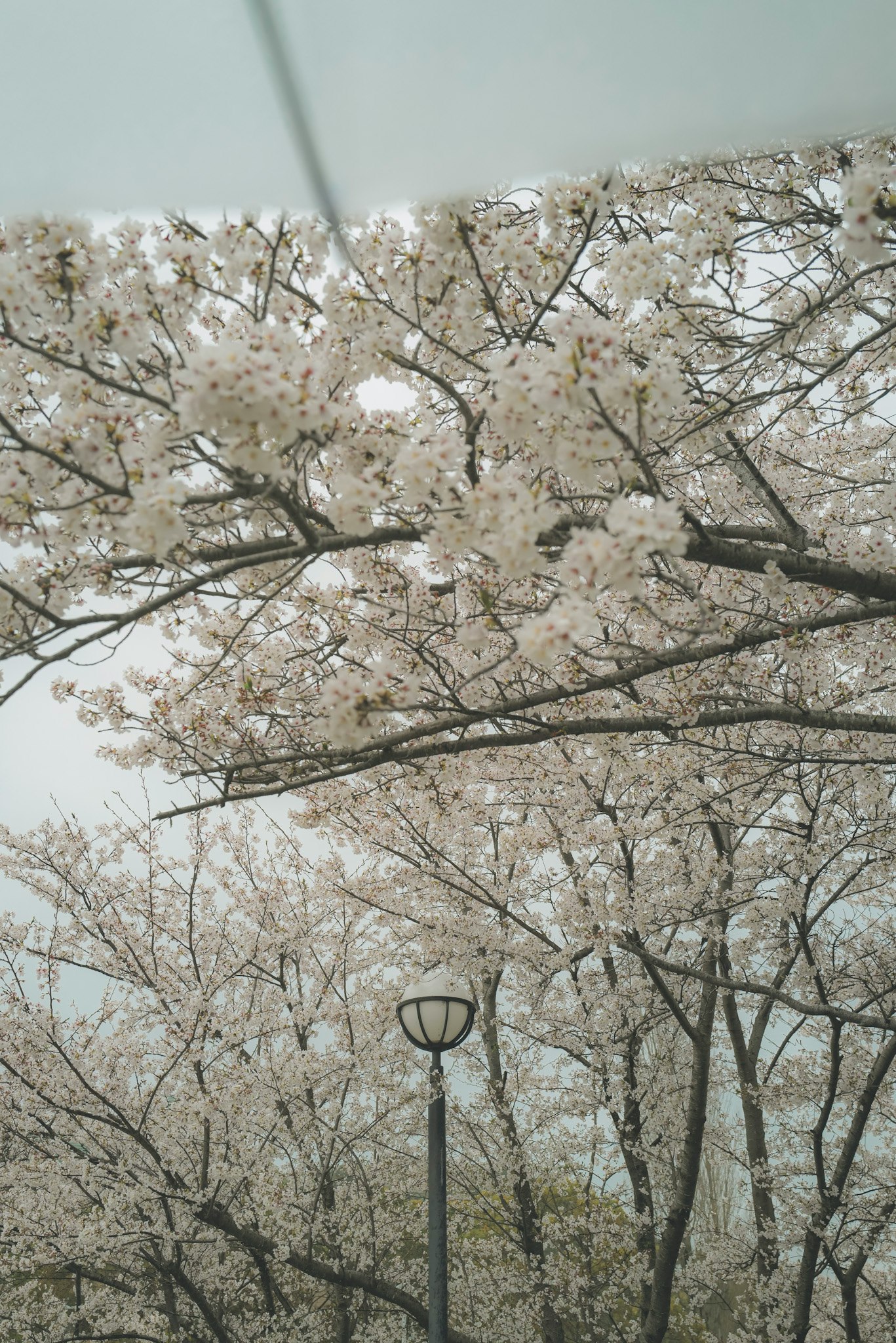 桜の花が満開の並木と街灯のある風景