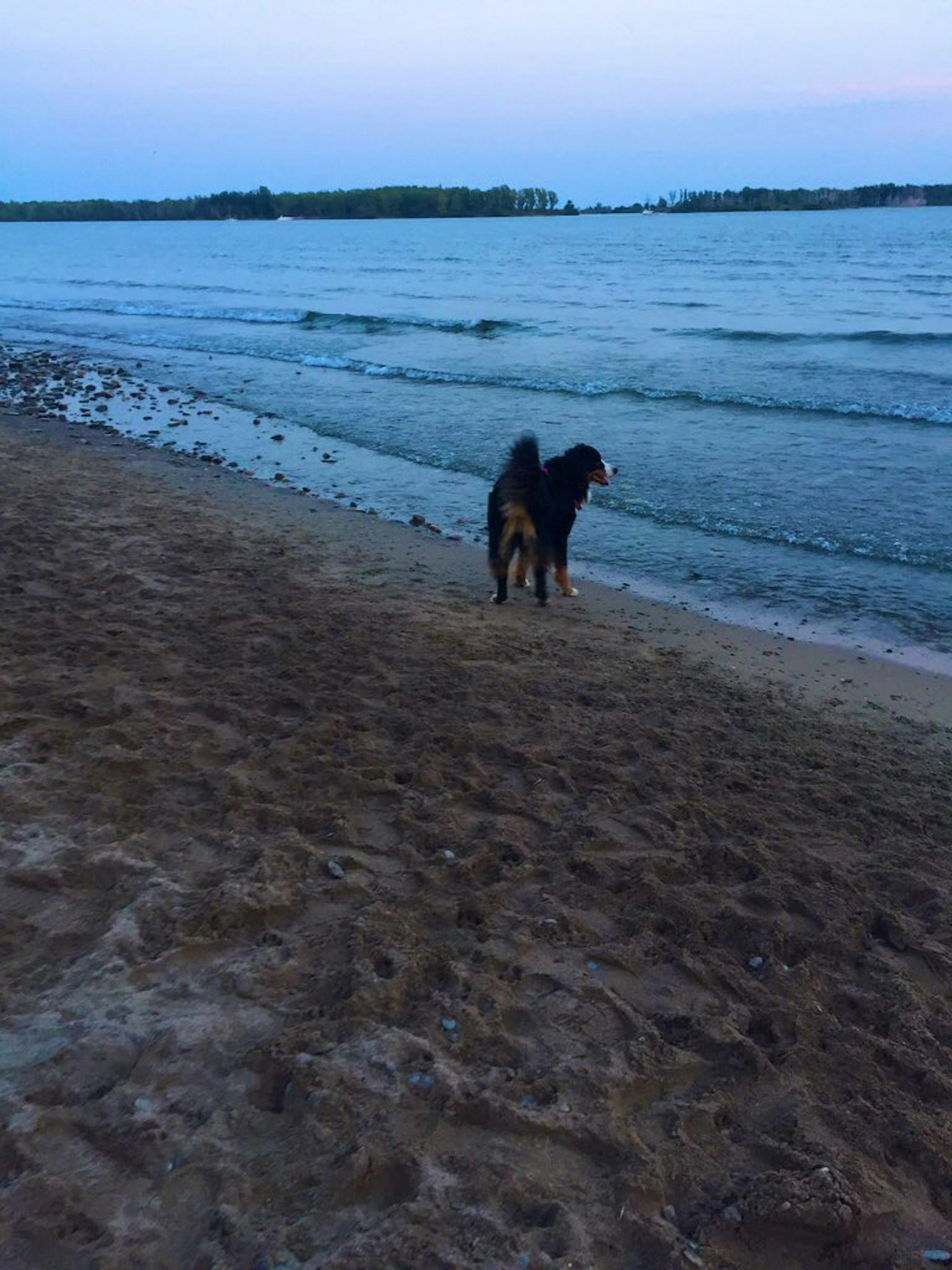 海灘上看海的狗的輪廓