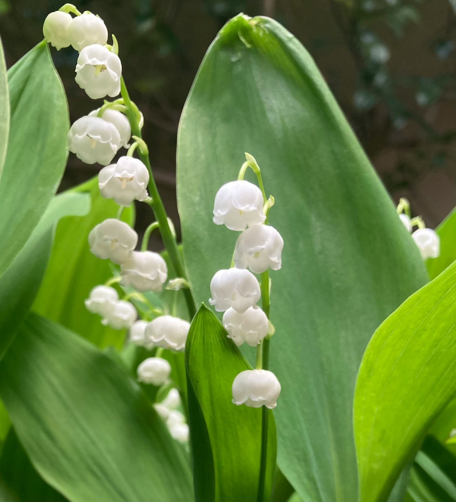White lily of the valley flowers blooming among green leaves