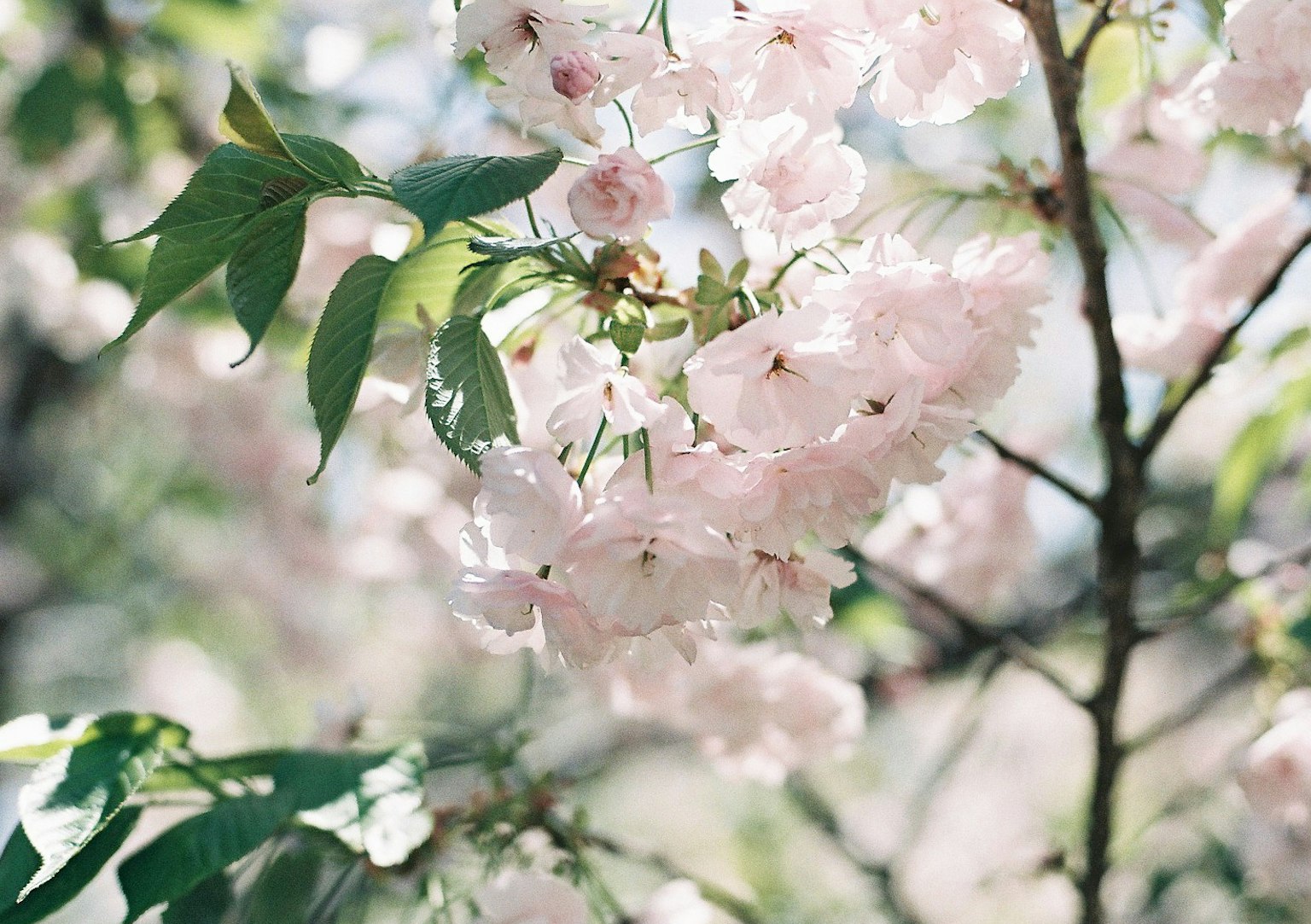 Delicate pink cherry blossoms with green leaves in a spring setting