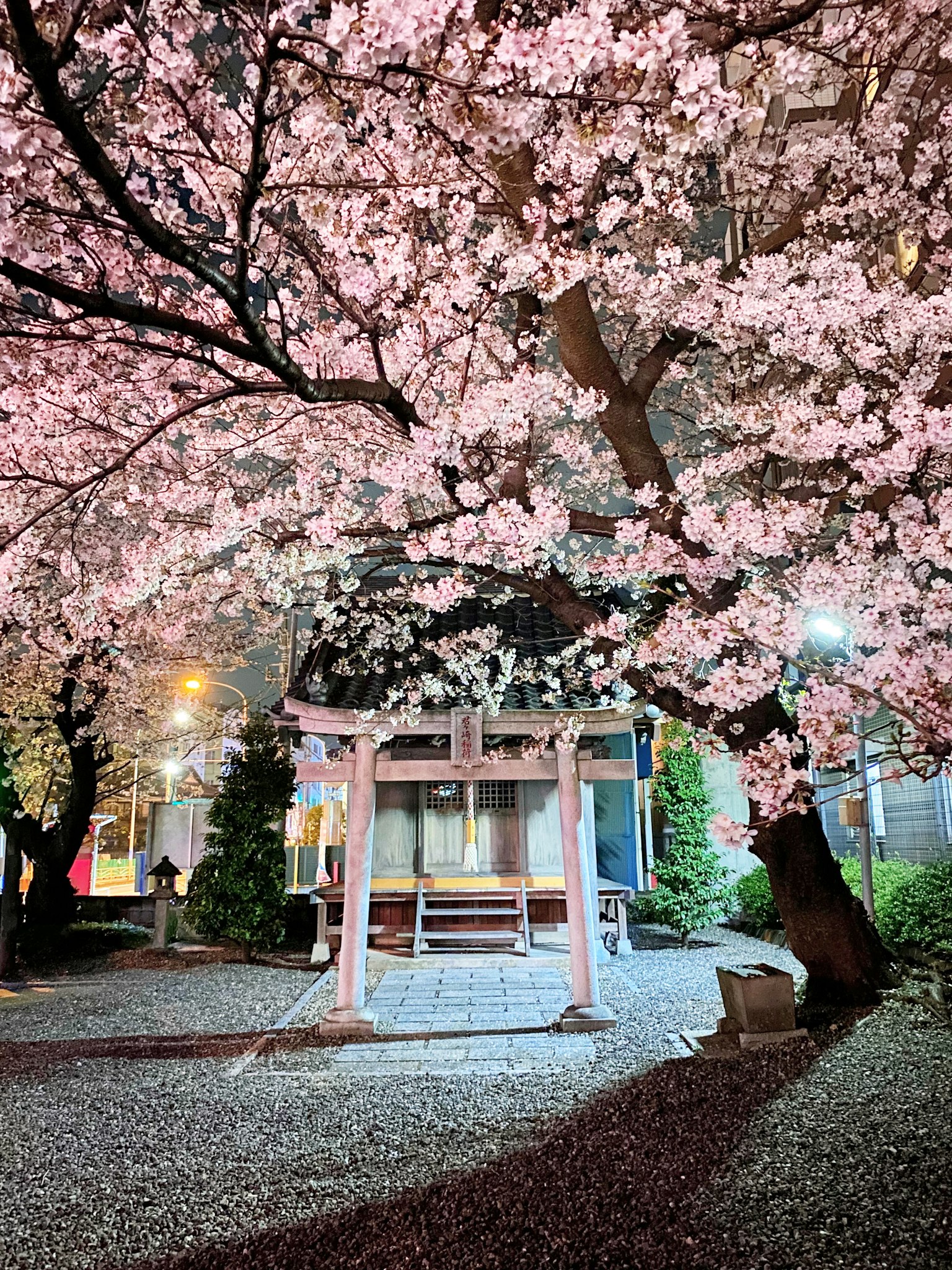 Pemandangan malam torii dan bangku di bawah pohon sakura
