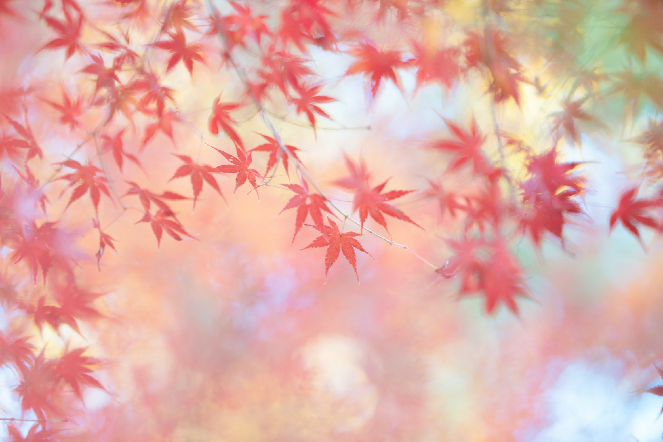 桜のような紅葉が霞む春の空気感のある背景
