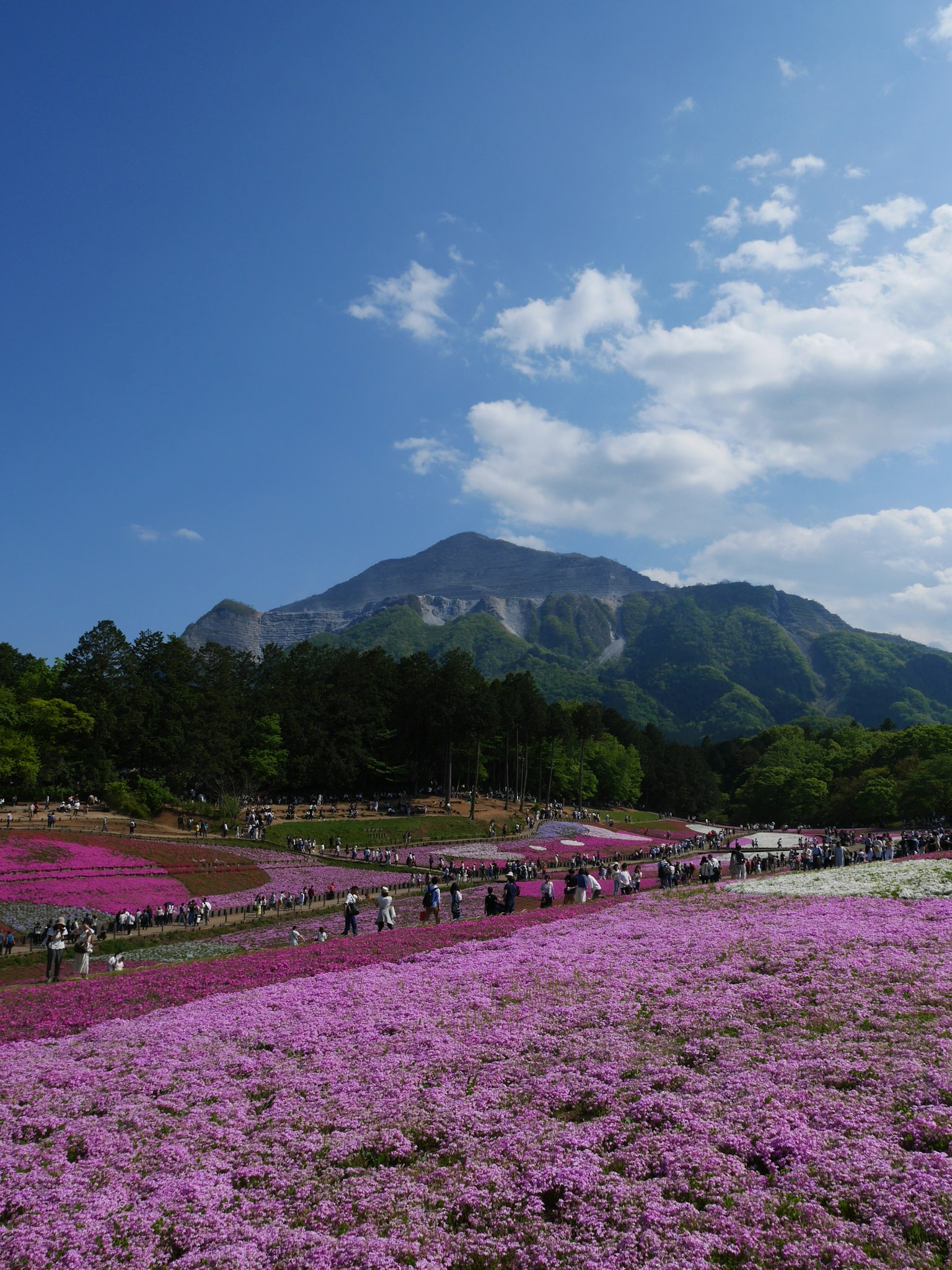 Paisaje con montañas y un campo de flores rosas