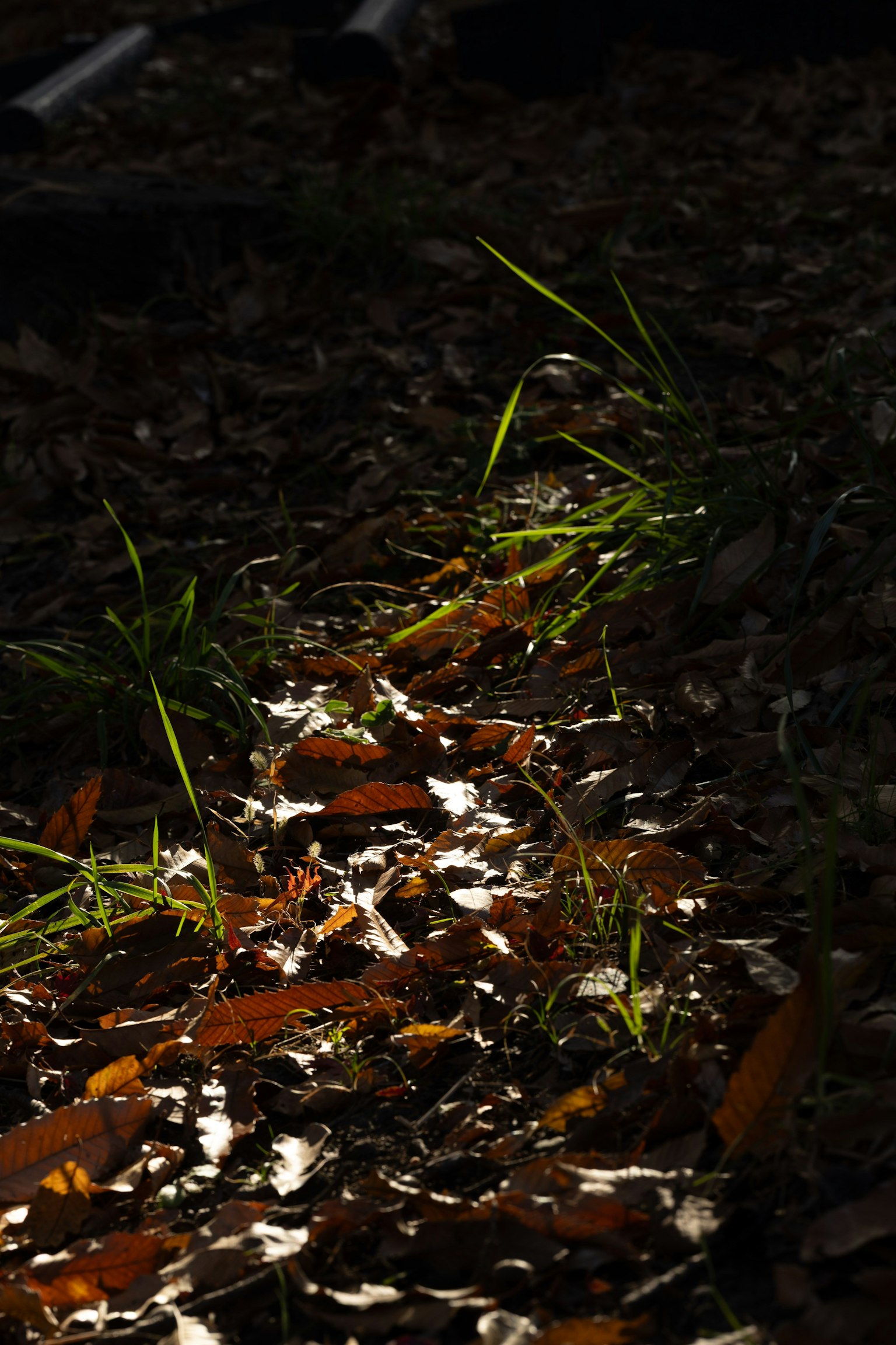Sentier d'herbe et de feuilles mortes illuminé par la lumière sur un fond sombre