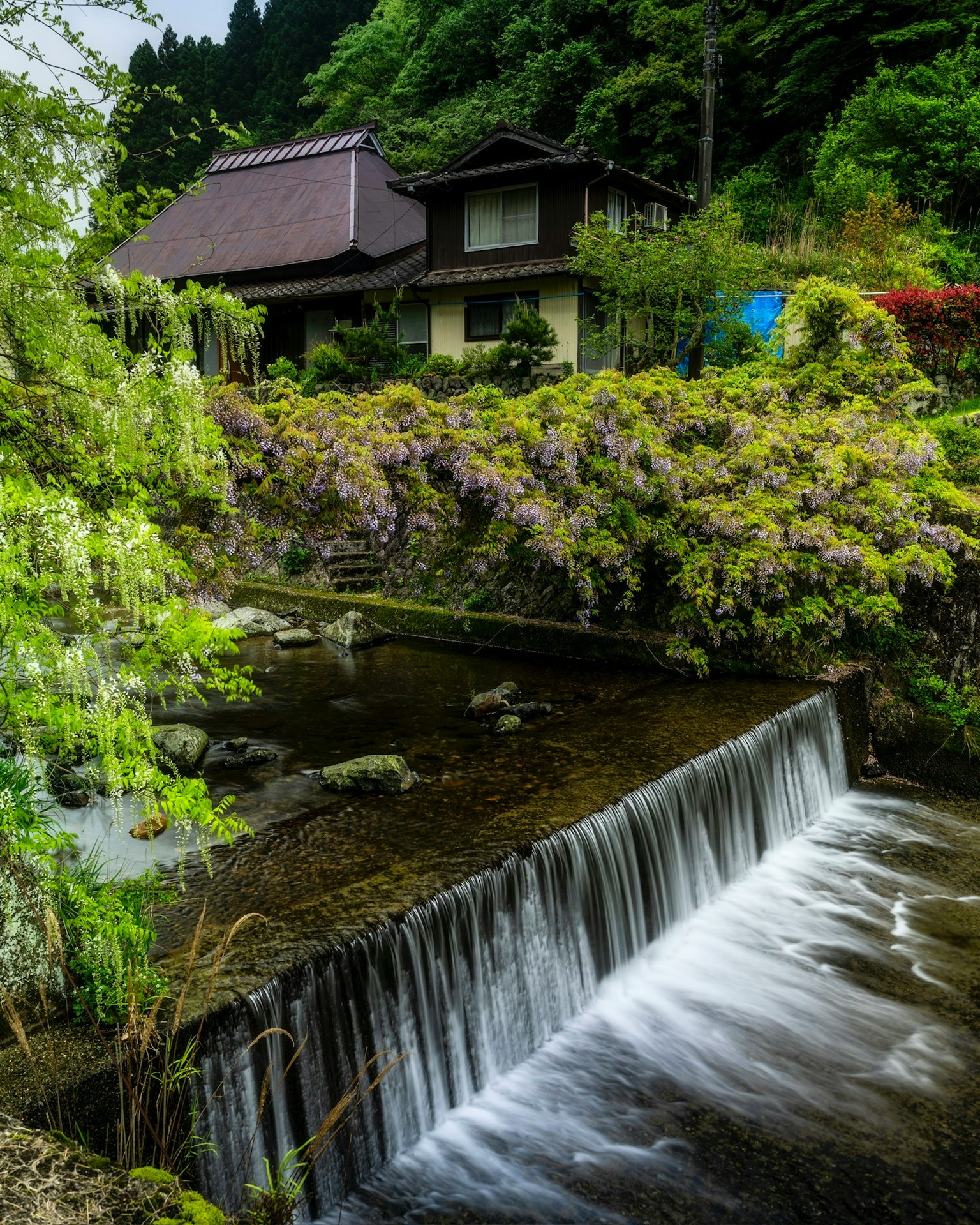 Rumah Jepang dikelilingi oleh vegetasi subur dan aliran dengan air terjun