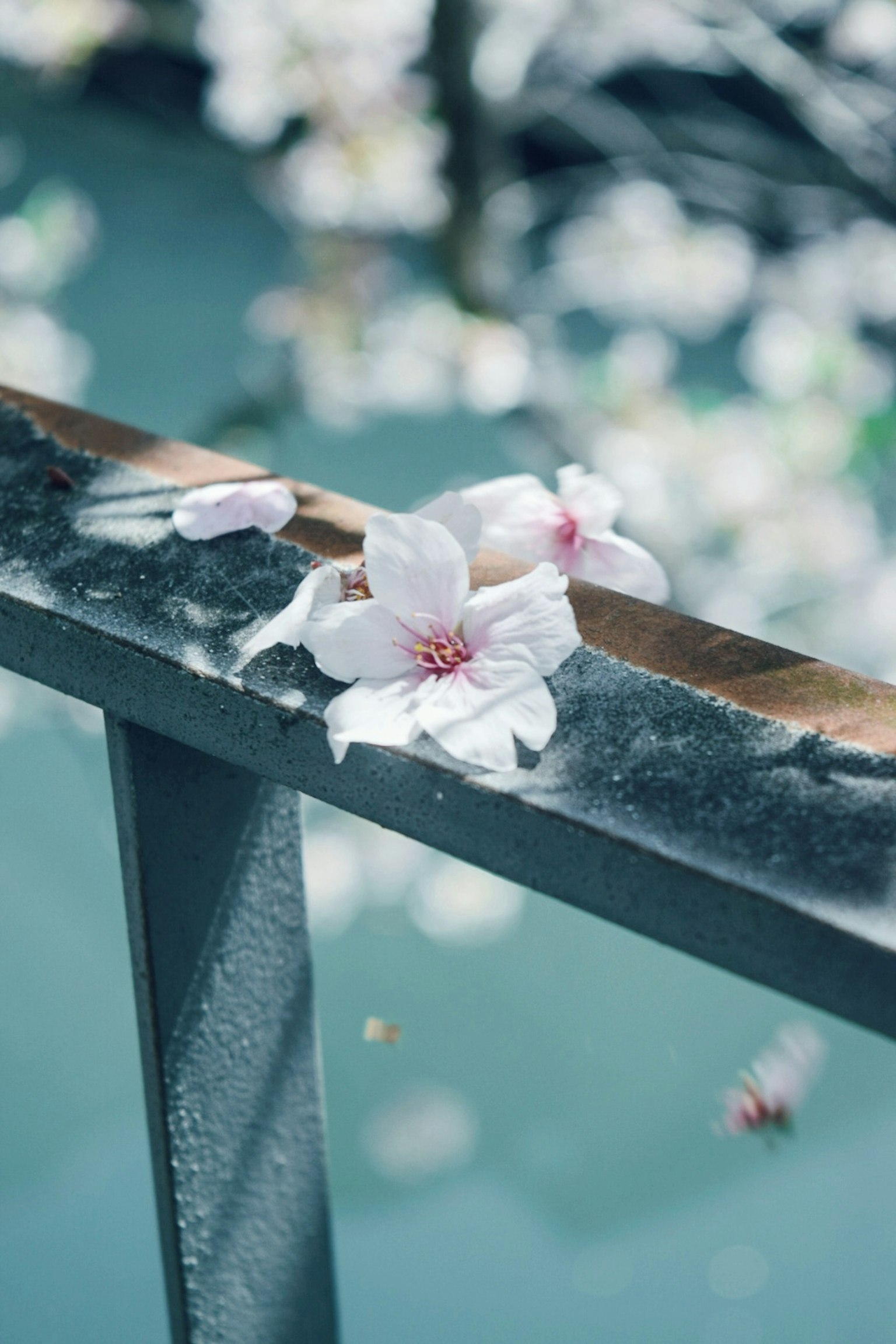 水边栏杆上的樱花特写