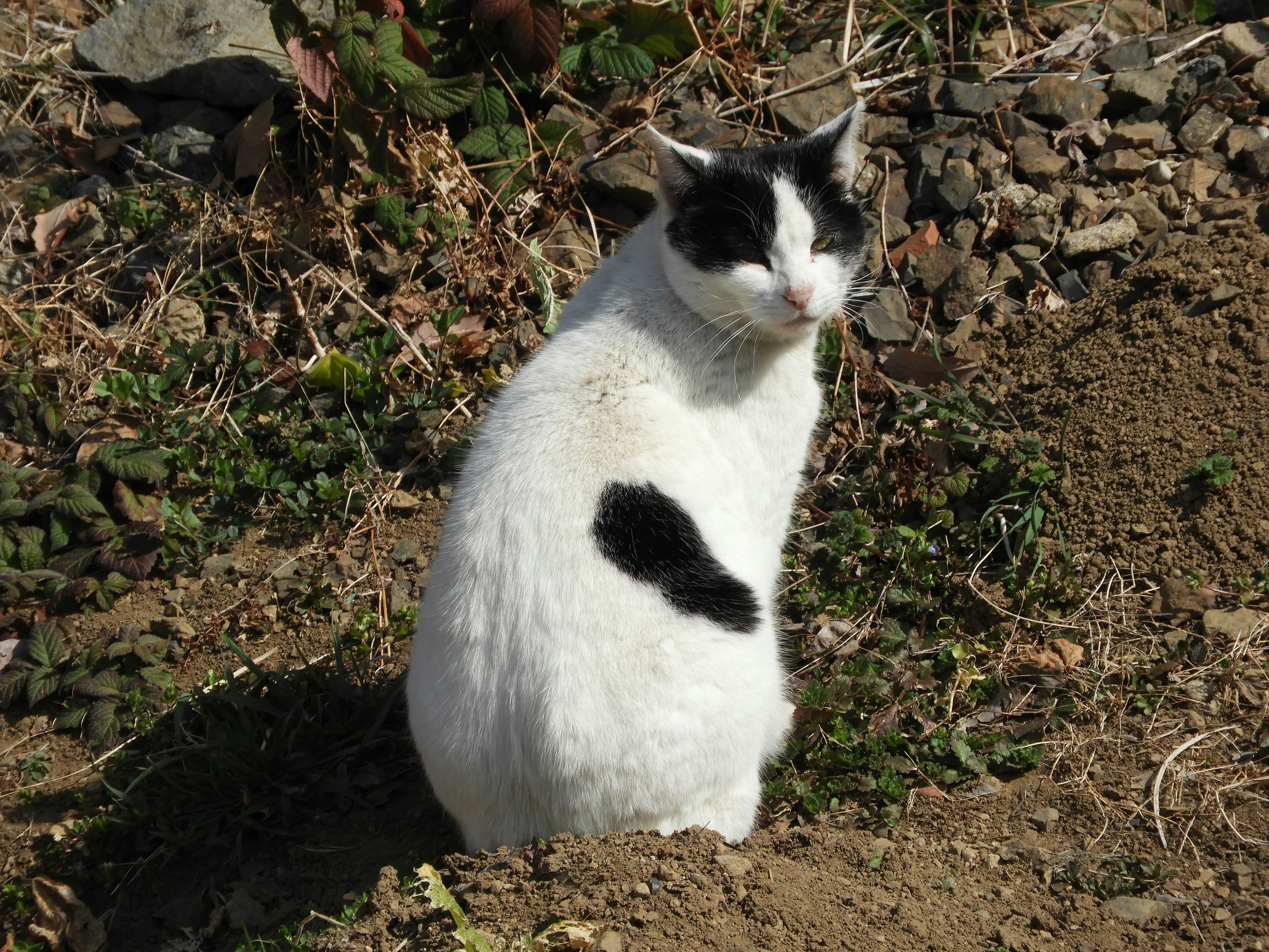 土の上に座る白黒の猫