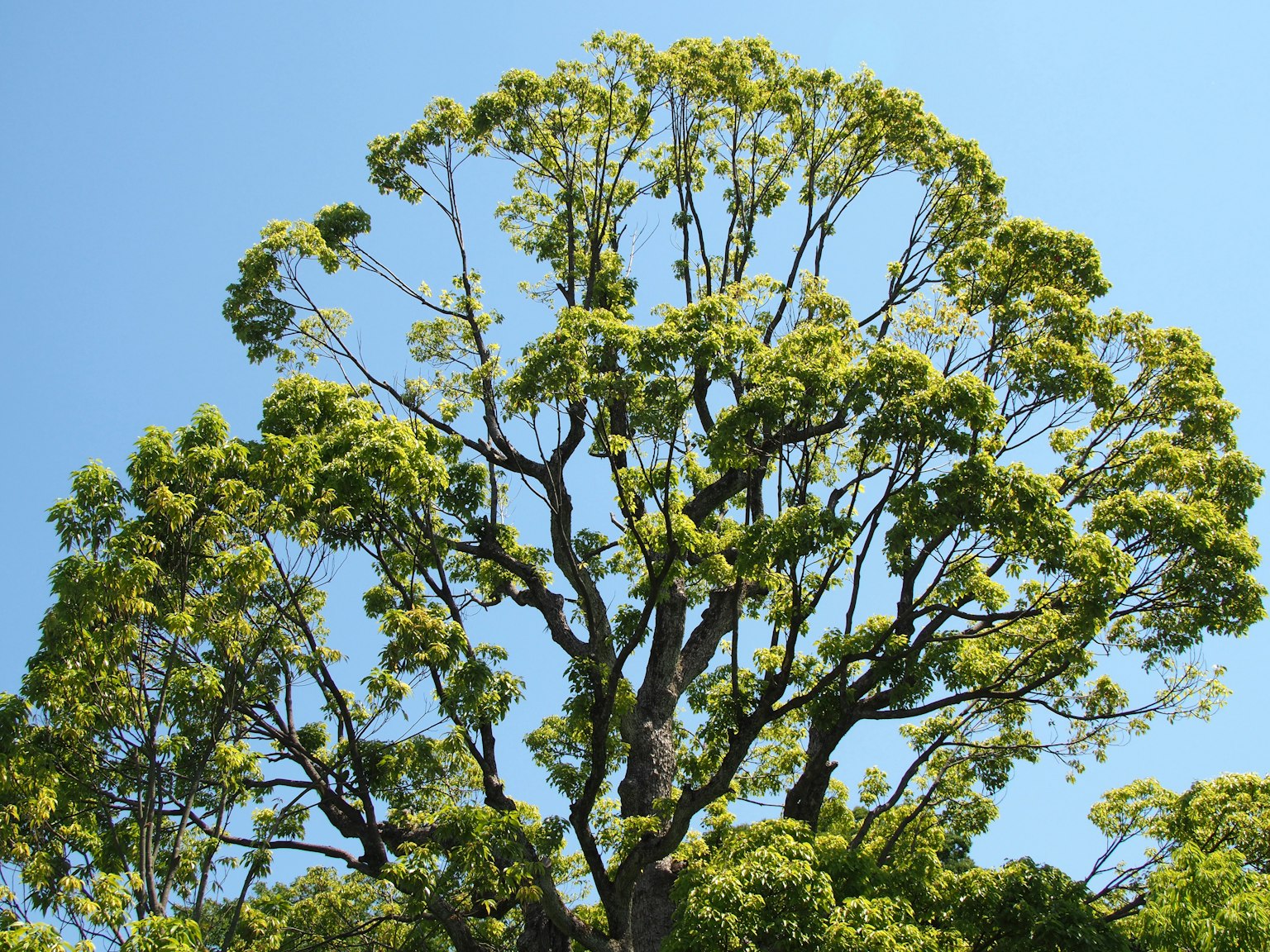 Copa di albero verdeggiante sotto un cielo blu chiaro