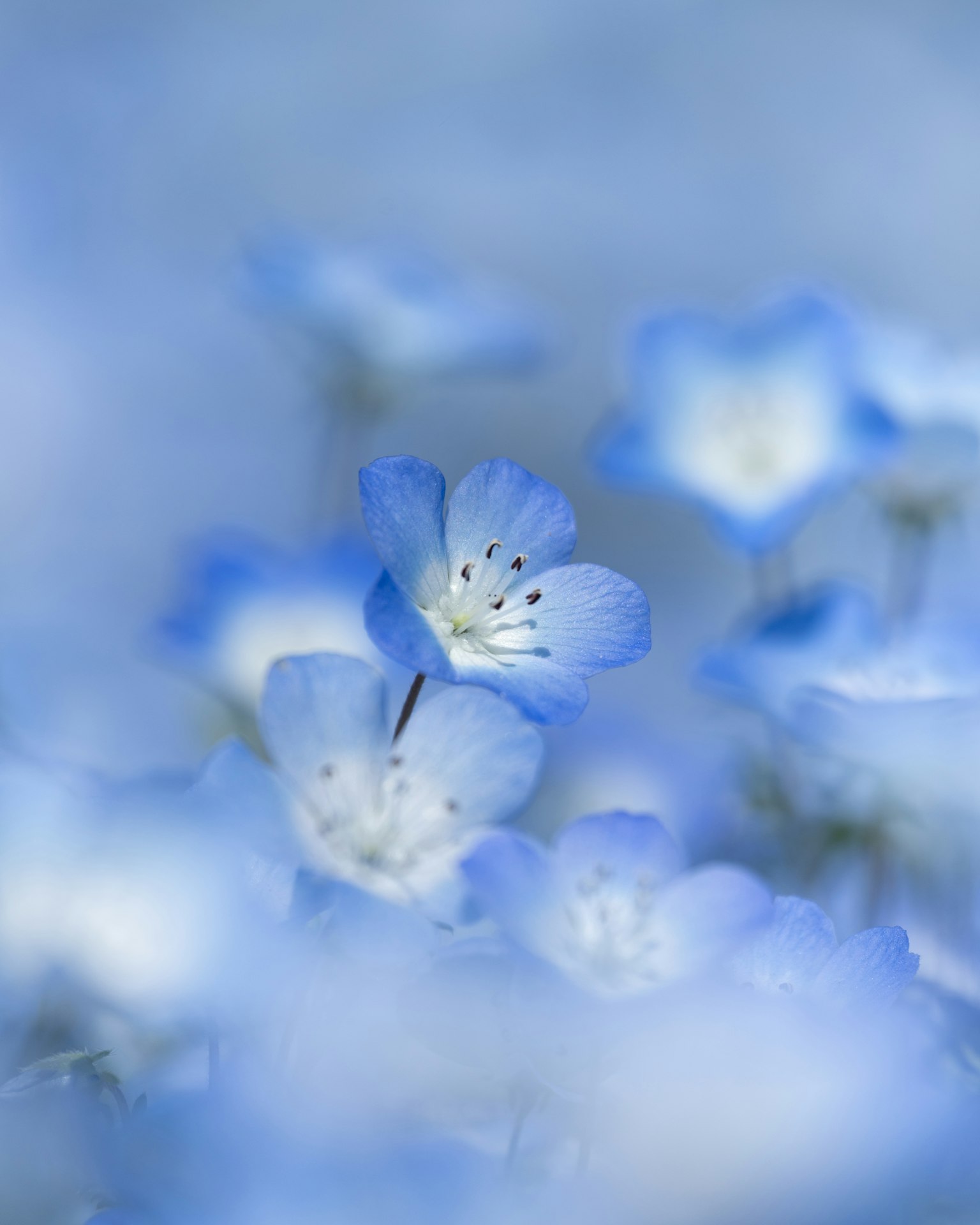 Delicate fiori blu illuminati dolcemente su uno sfondo sfocato