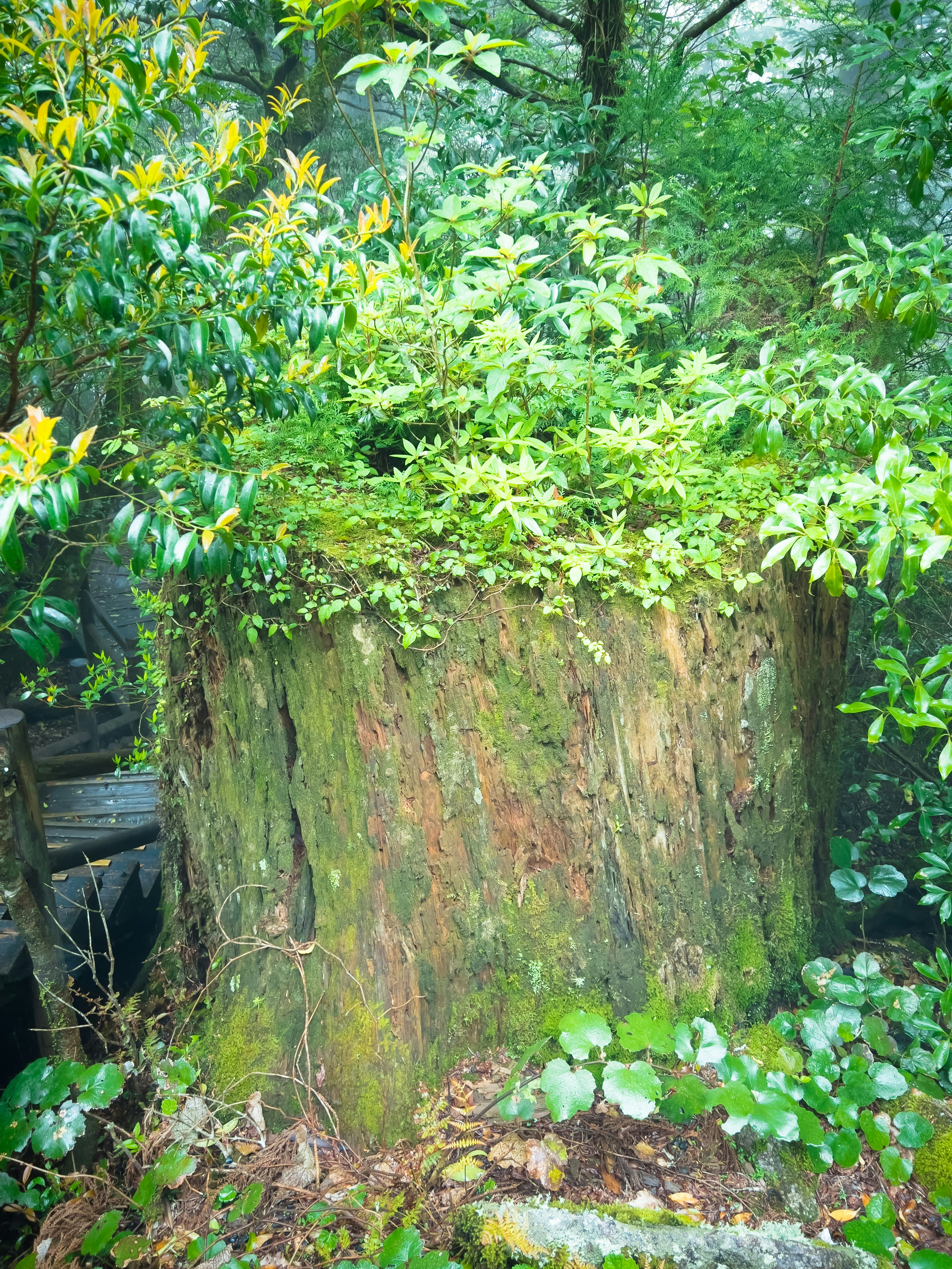 苔むした切り株に茂る緑の木々と低木のある森の一角