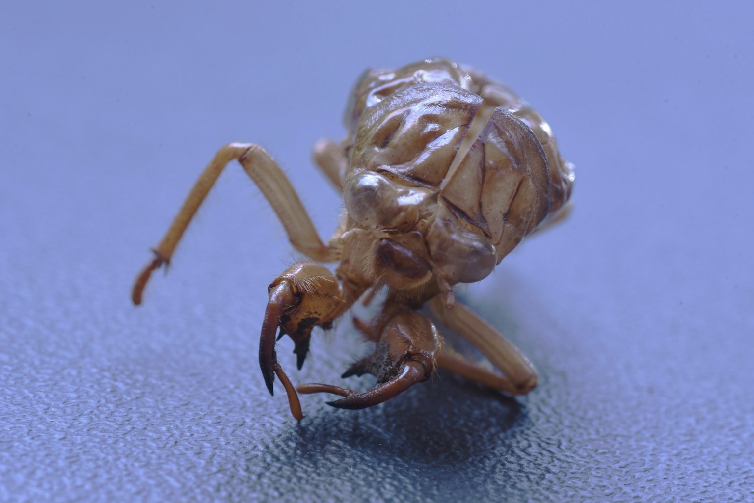 Nahaufnahme eines Insektenexoskeletts vor einem dunklen Hintergrund