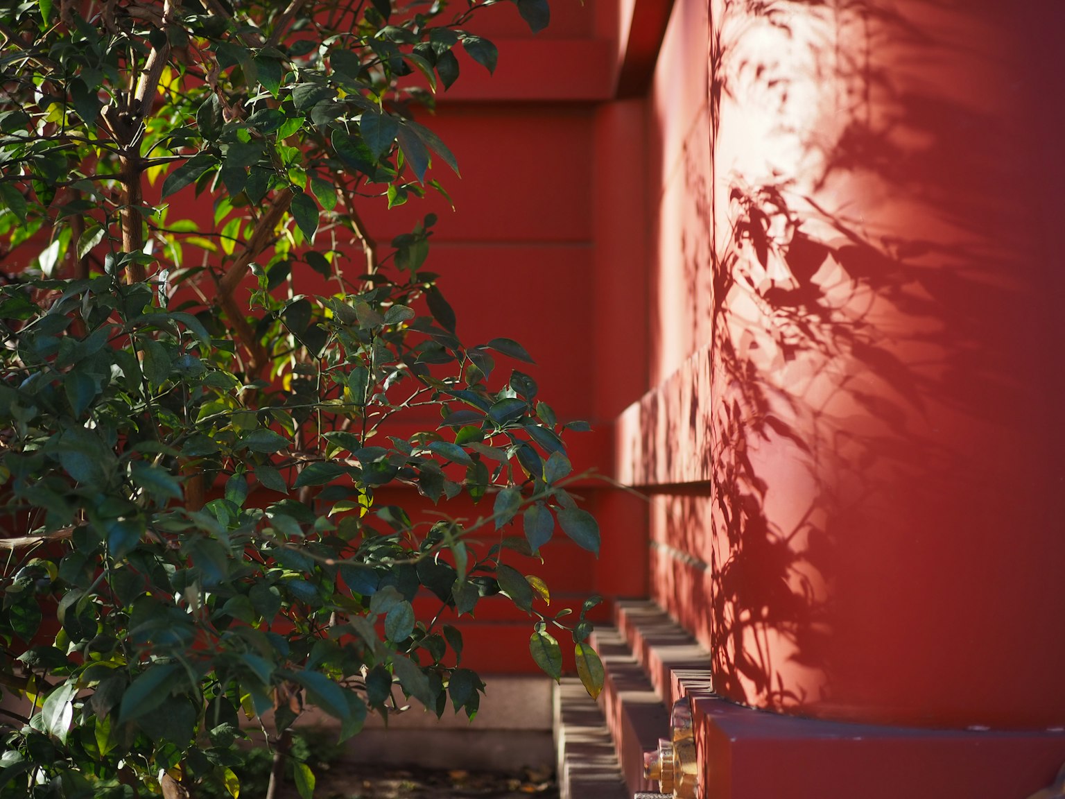 Composizione con muro rosso e albero verde che proietta ombre
