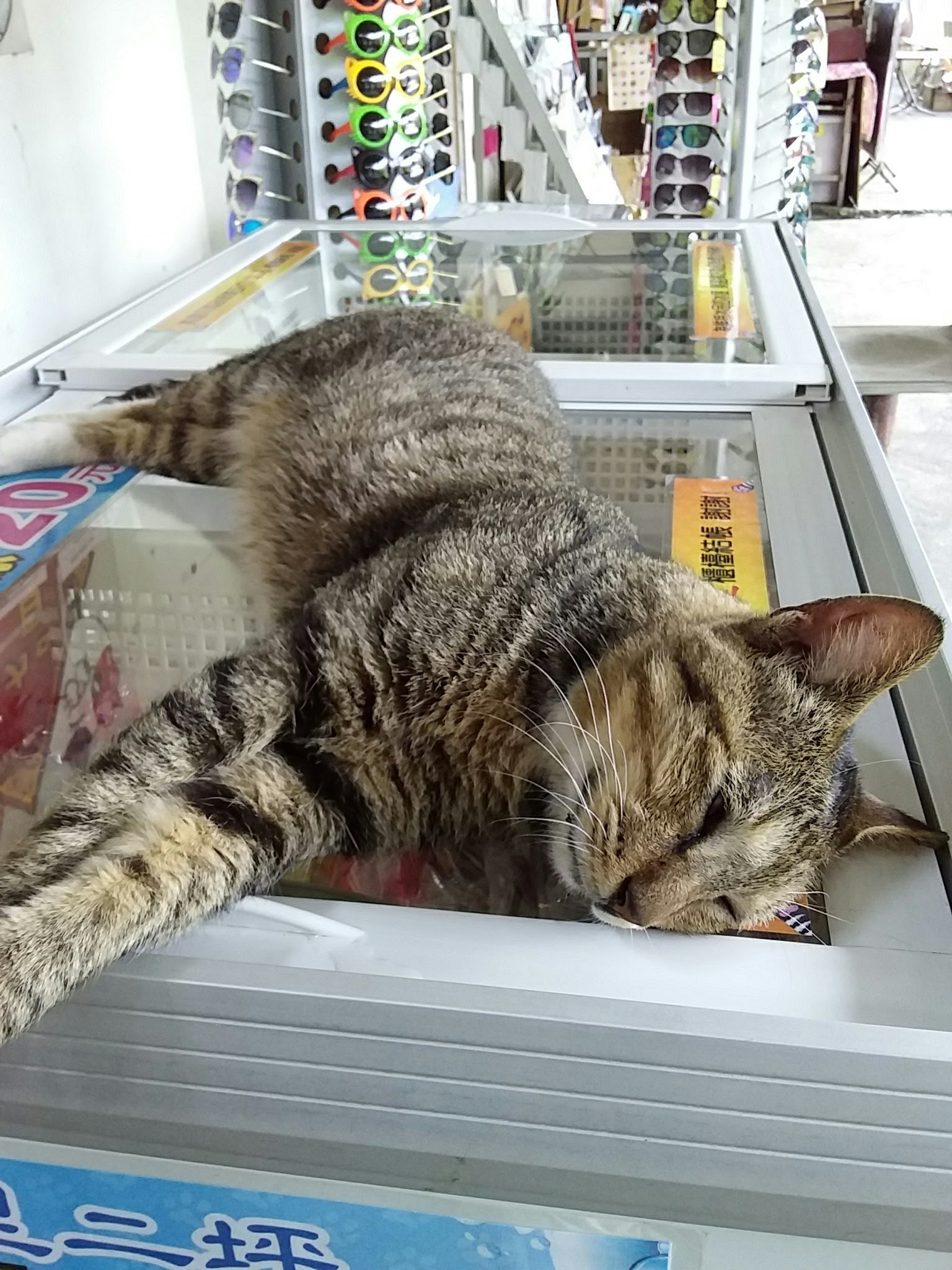 Kucing tabby berbaring di atas etalase di toko