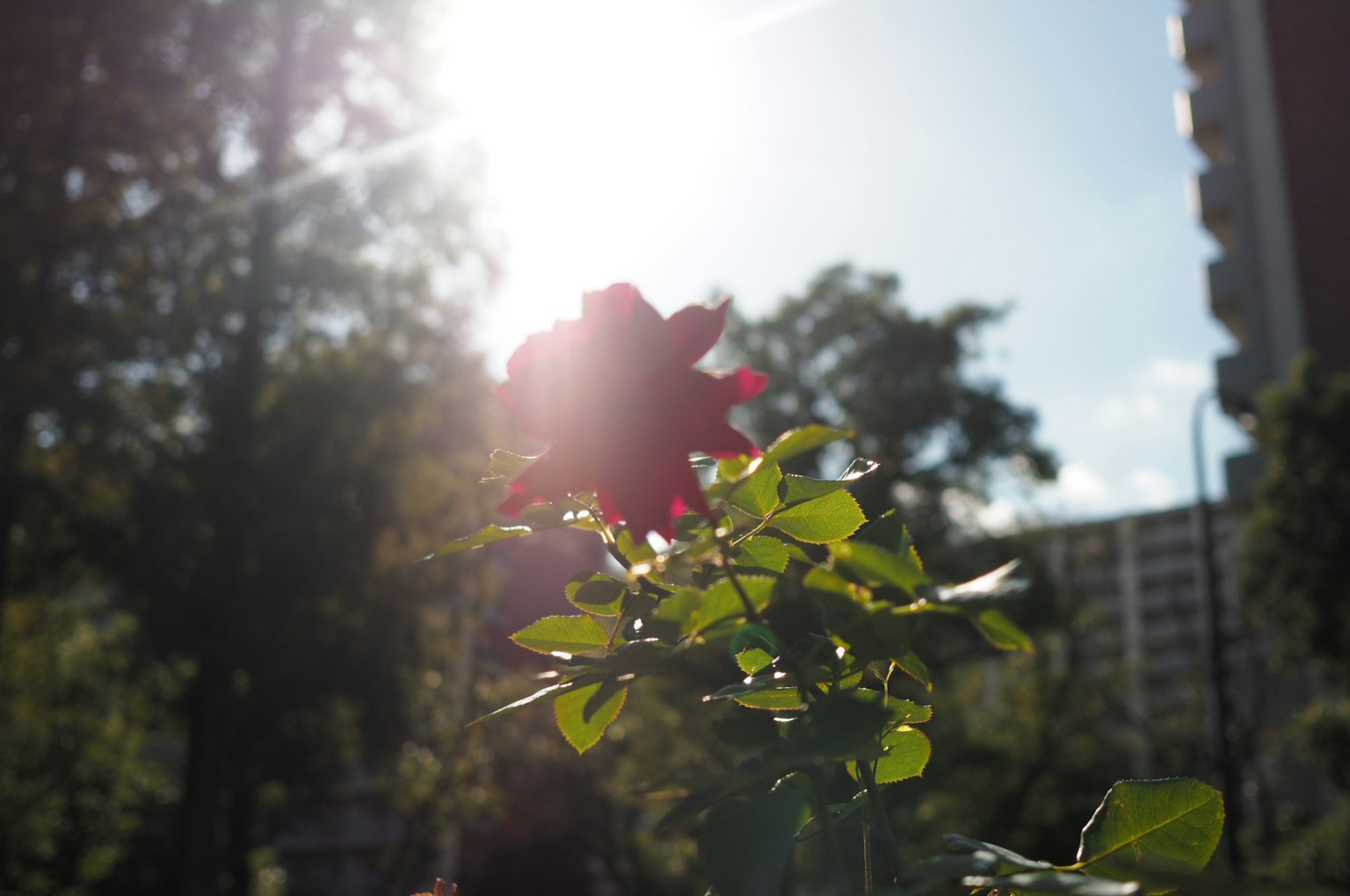 Fiore di rosa rossa con foglie verdi contro la luce del sole