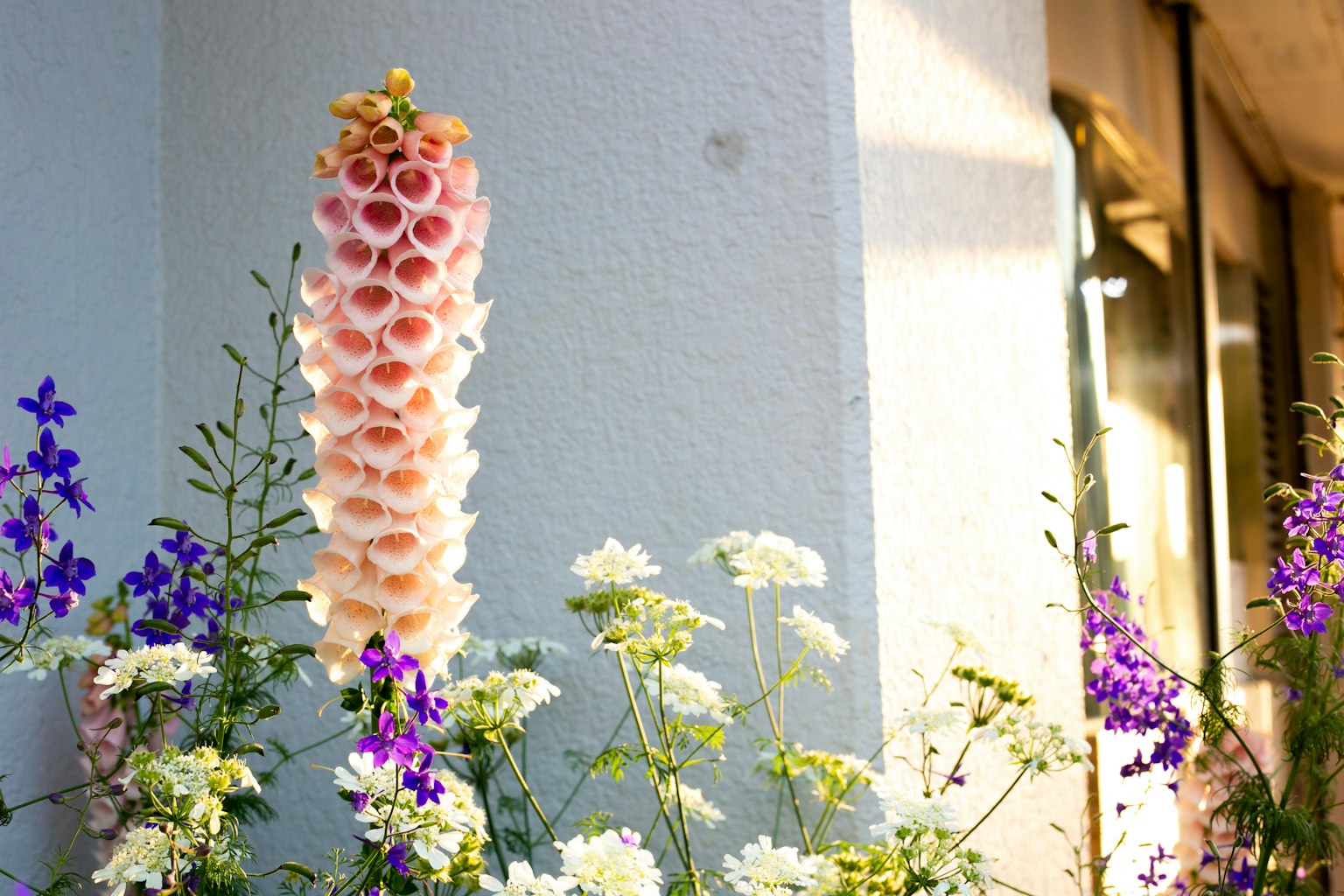 Bunga foxglove merah muda di samping dinding dengan berbagai bunga liar