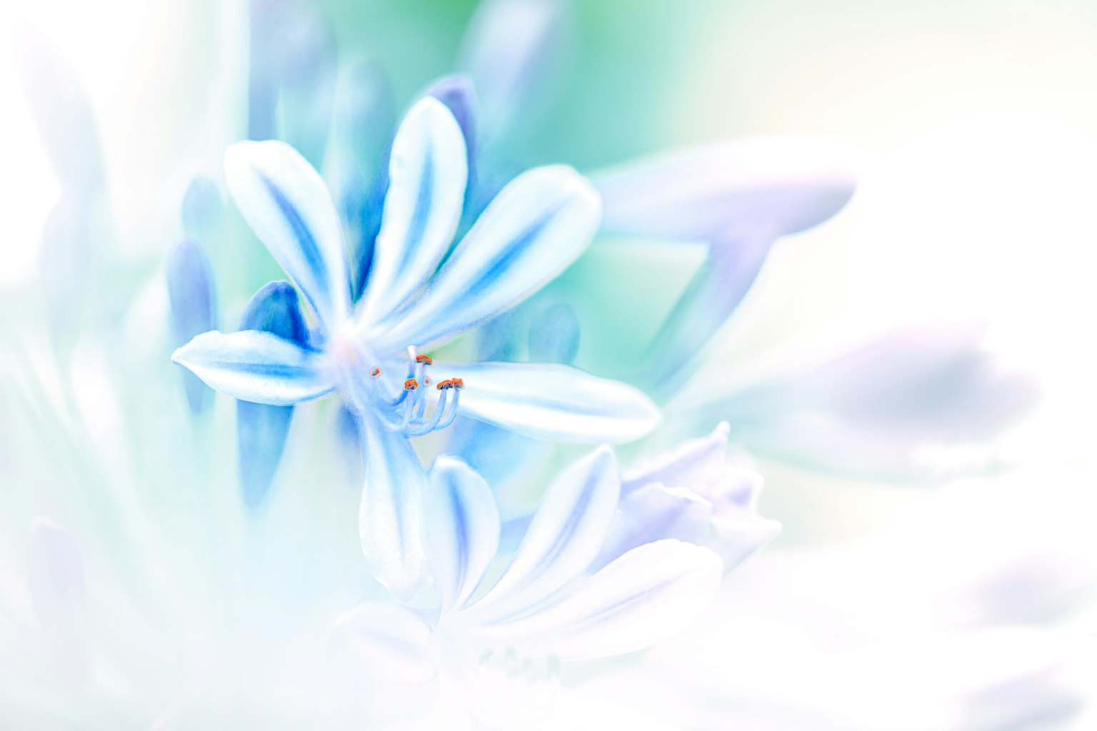 Gros plan de fleurs bleues et blanches avec un arrière-plan doux créant une atmosphère onirique