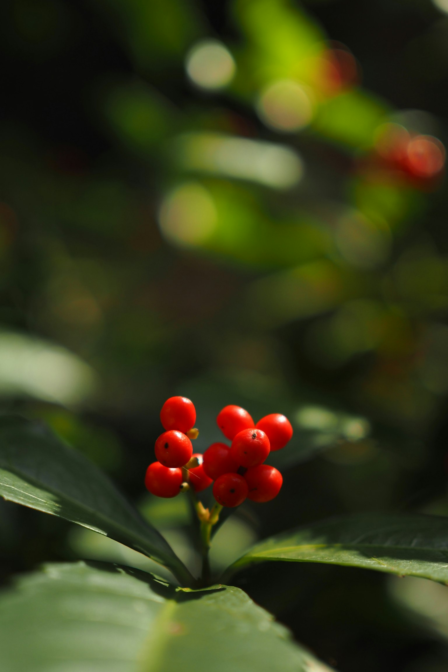 Gros plan de baies rouges vives sur des feuilles vertes