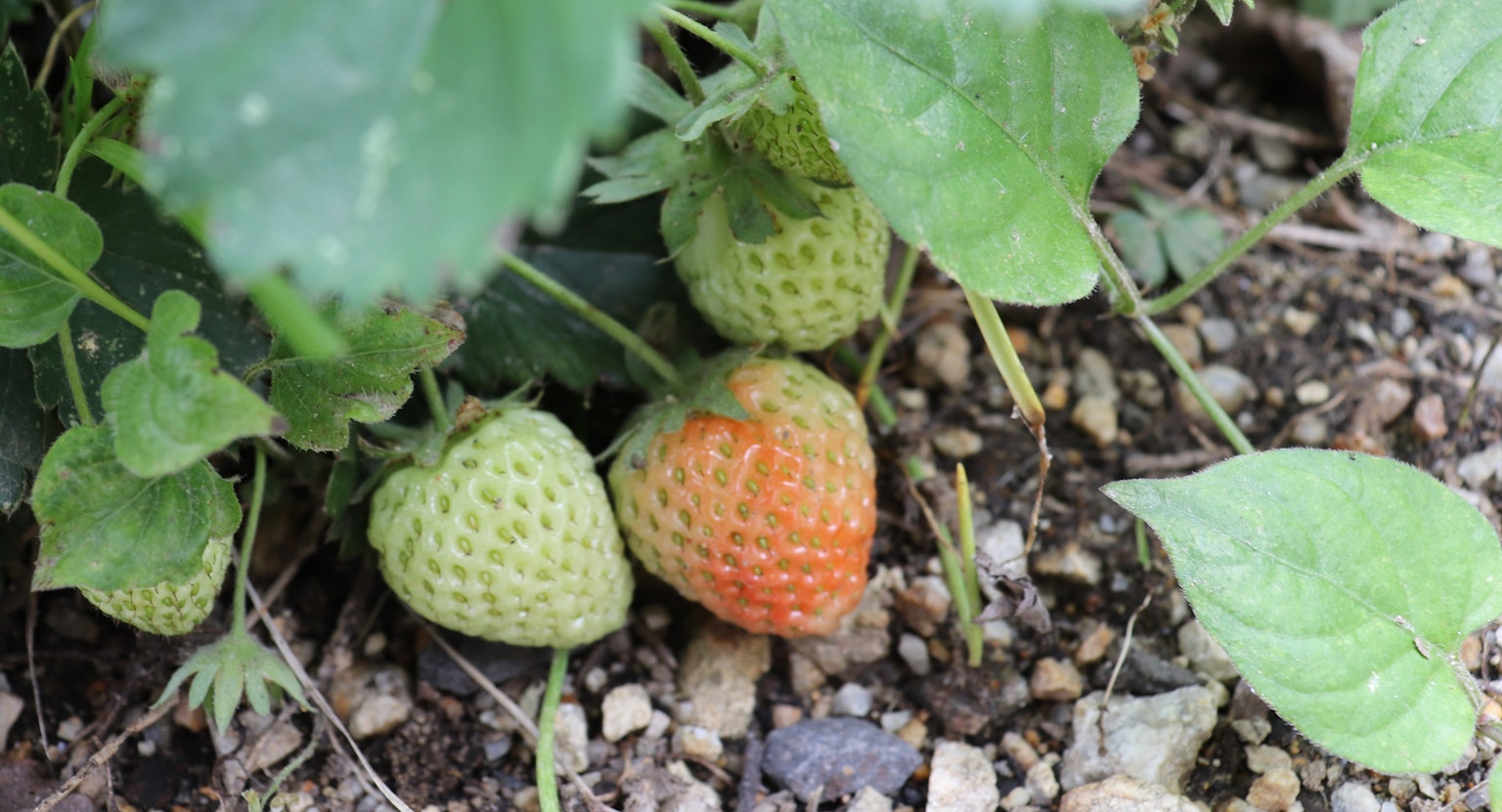 Fraises non mûres parmi des feuilles vertes avec une fraise rouge