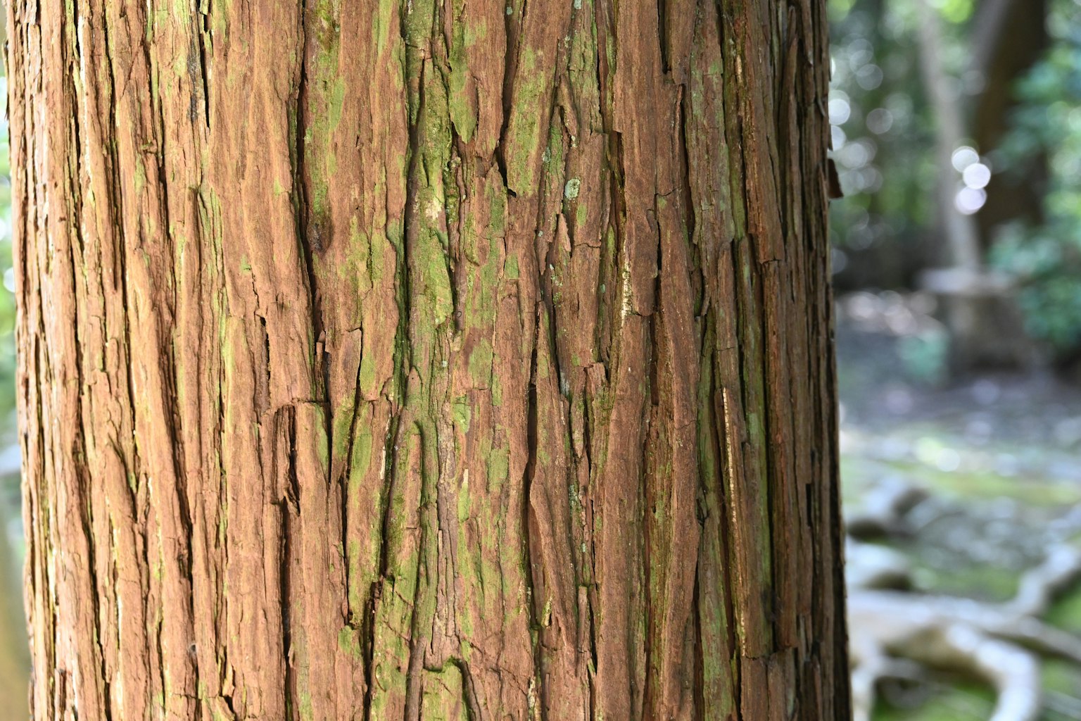 Texture e colori dettagliati di un tronco d'albero