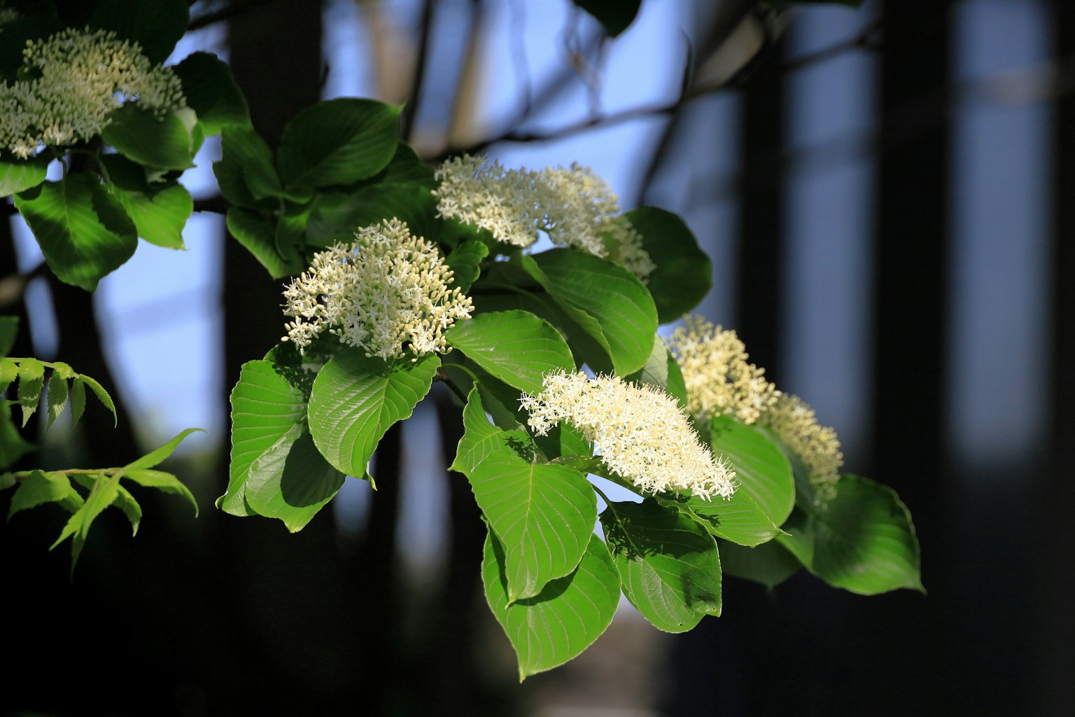 Close-up of a plant with green leaves and white flowers