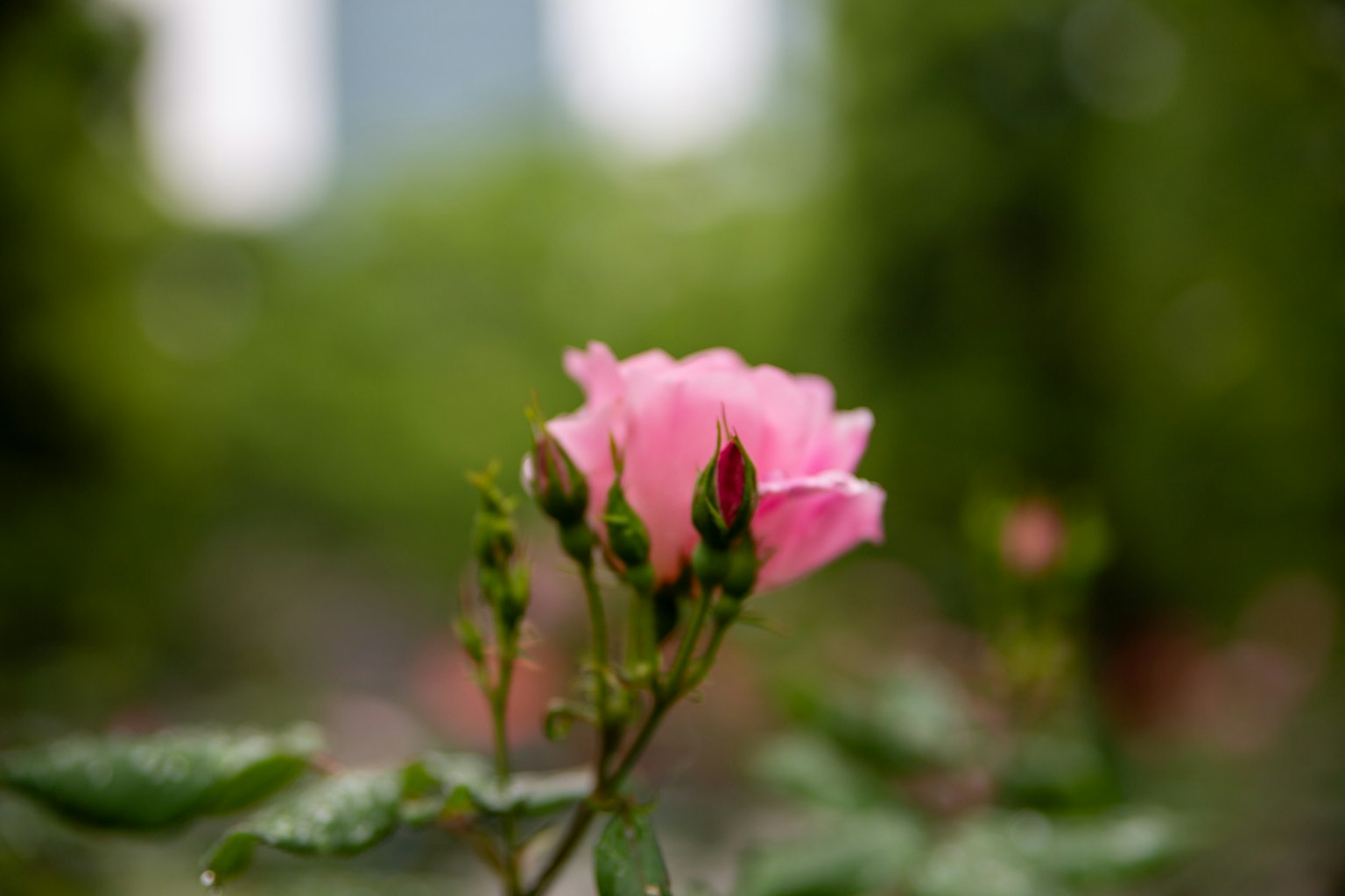 Flor de rosa rosa y capullos sobre un fondo verde