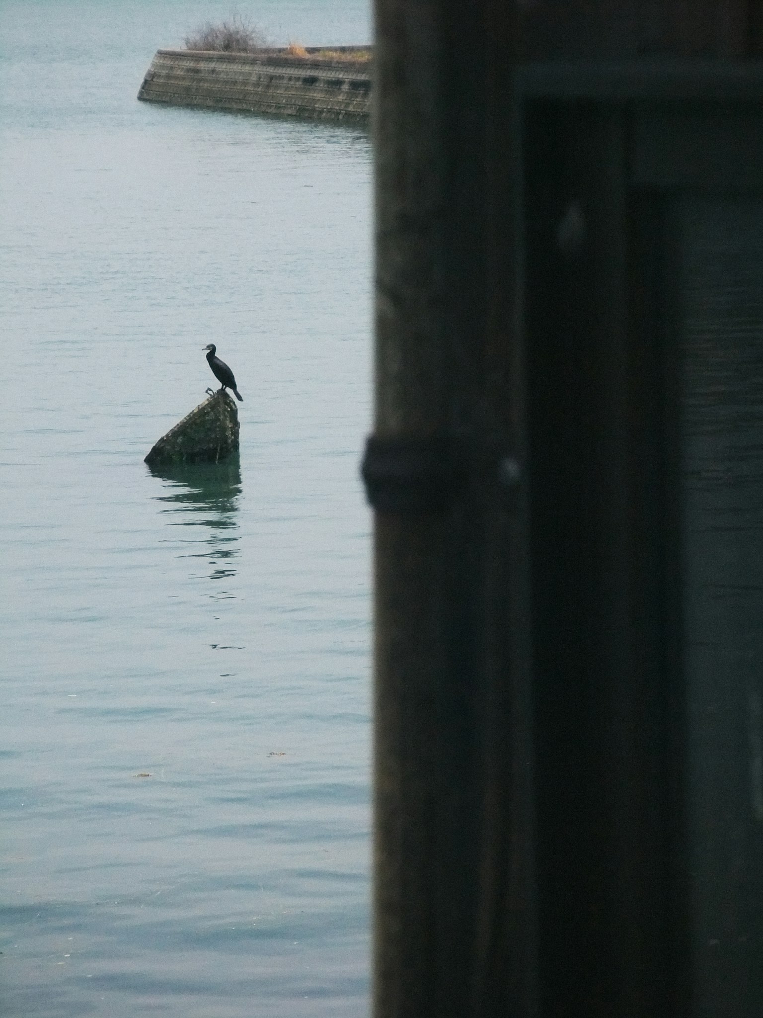 Cormorán posado en una roca en agua tranquila
