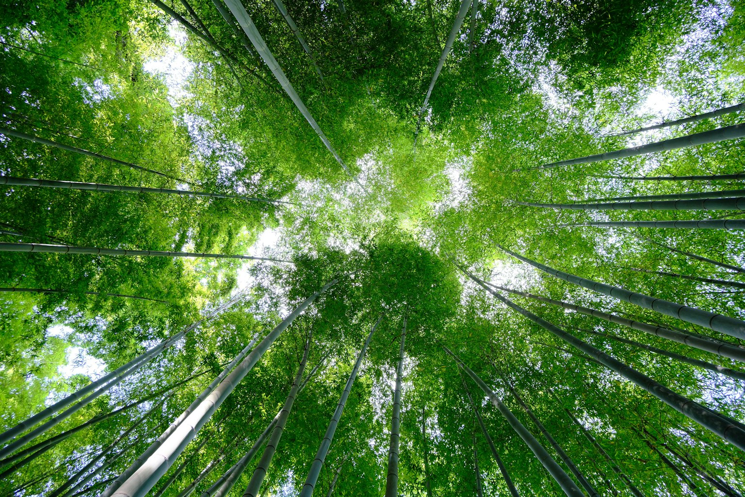 透过竹林向上看的景象生机勃勃的绿色叶子