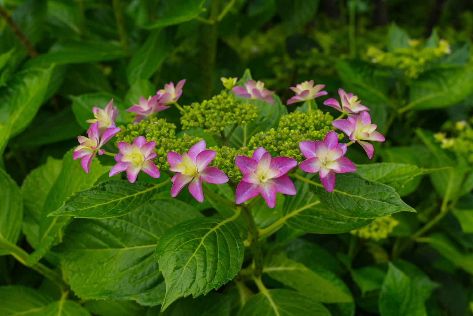 Rosa Blumen umgeben von grünen Blättern