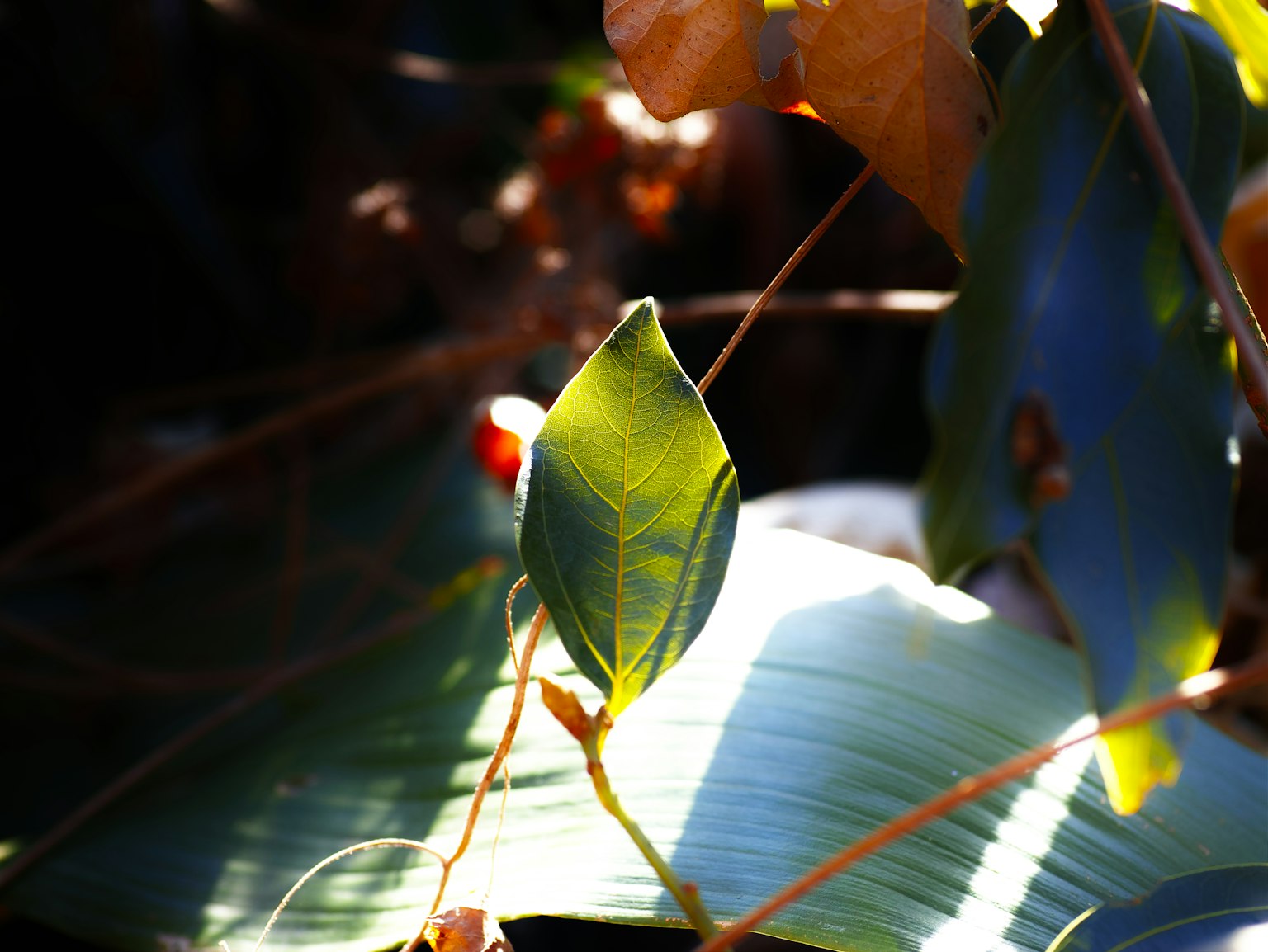 A bright green leaf illuminated by sunlight