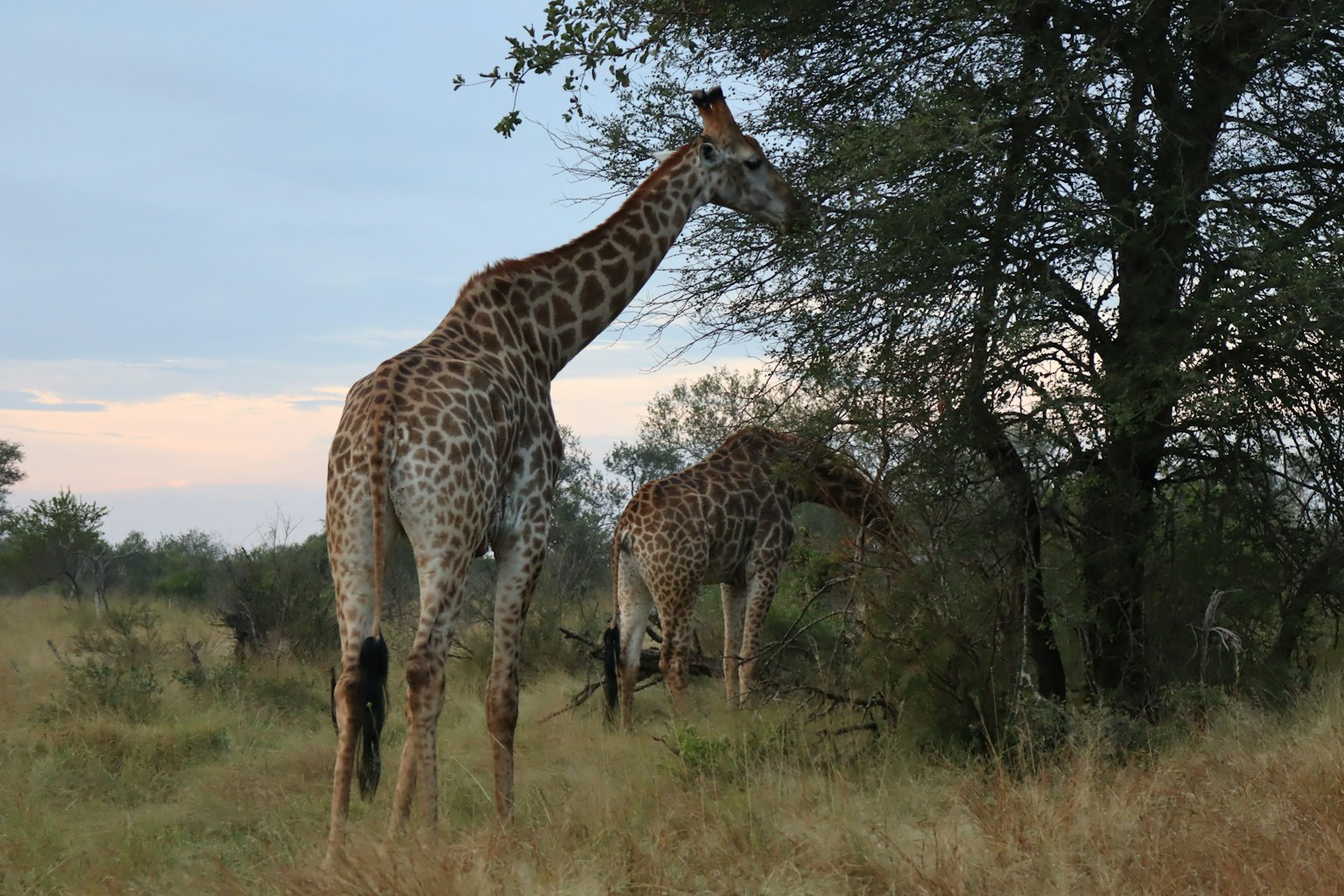 Un groupe de girafes se tenant dans une savane avec des arbres en arrière-plan