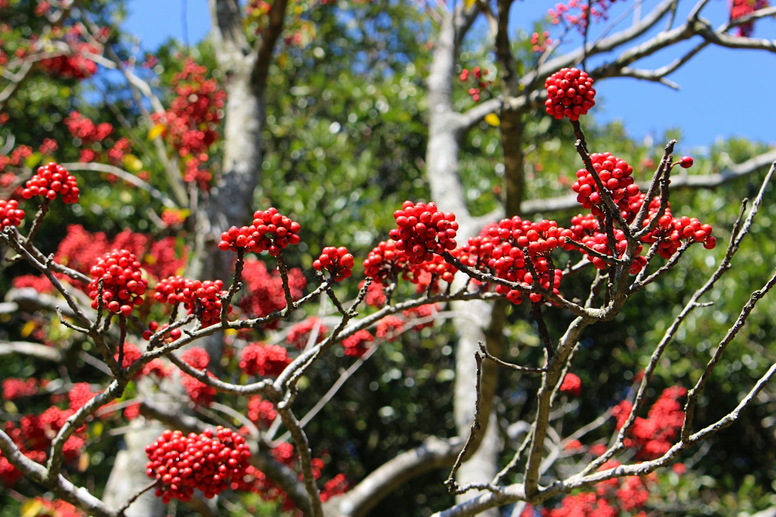 Rami con bacche rosse contro un cielo blu