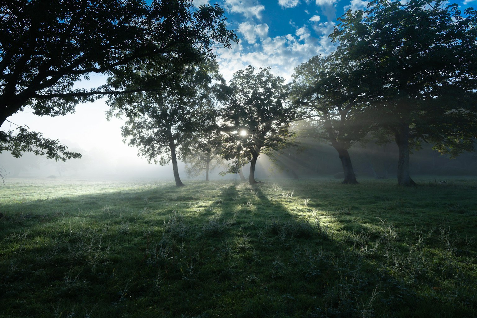 Alberi nella nebbia con raggi di luce soffusa