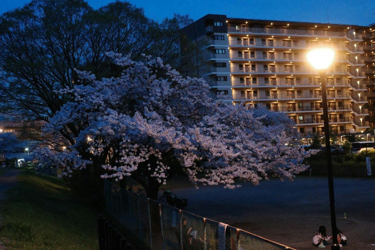 edificio di hotel illuminato e ciliegi in fiore in un parco notturno