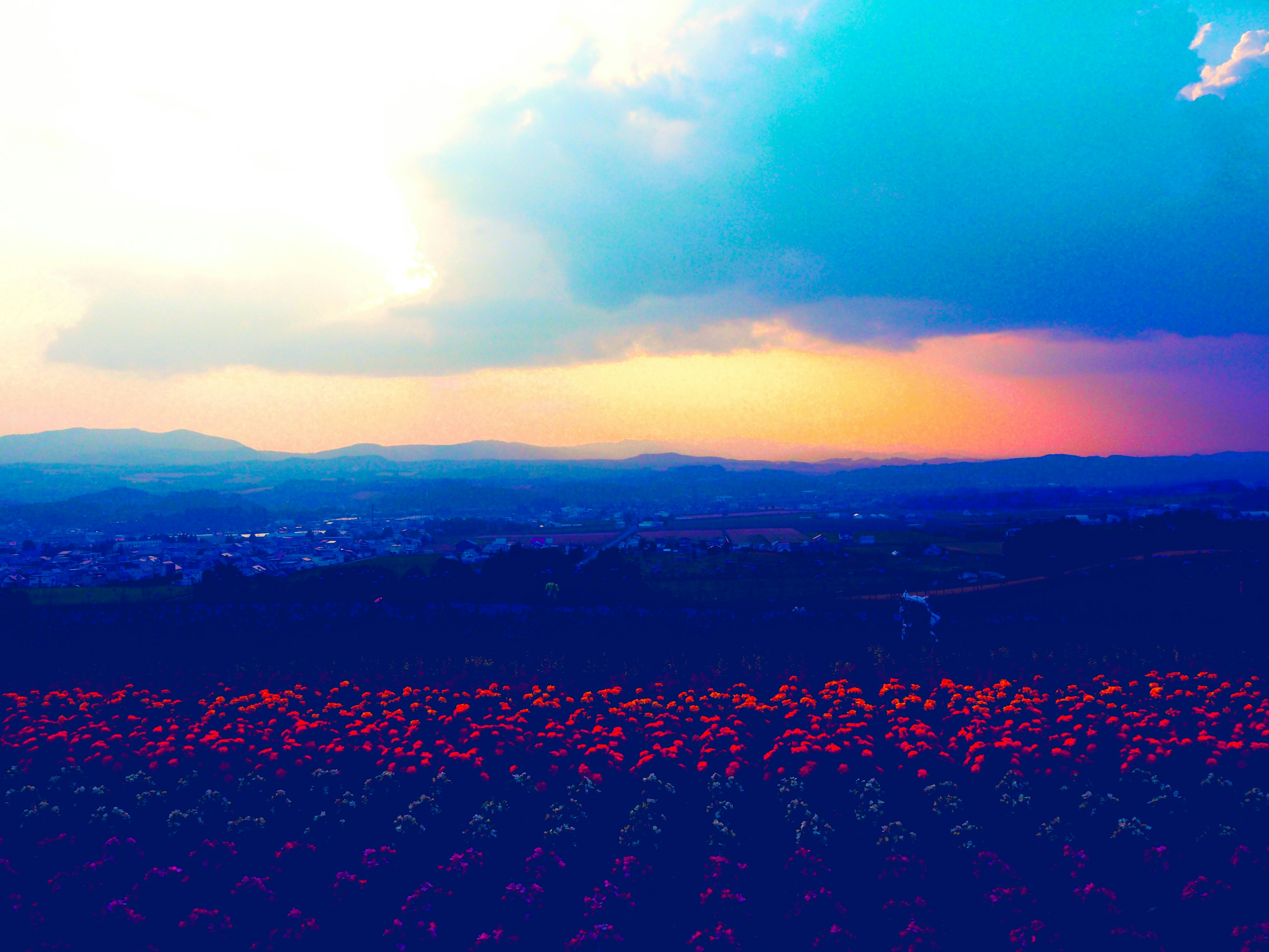 北海道・上富良野町の花畑と夕焼けの夕空