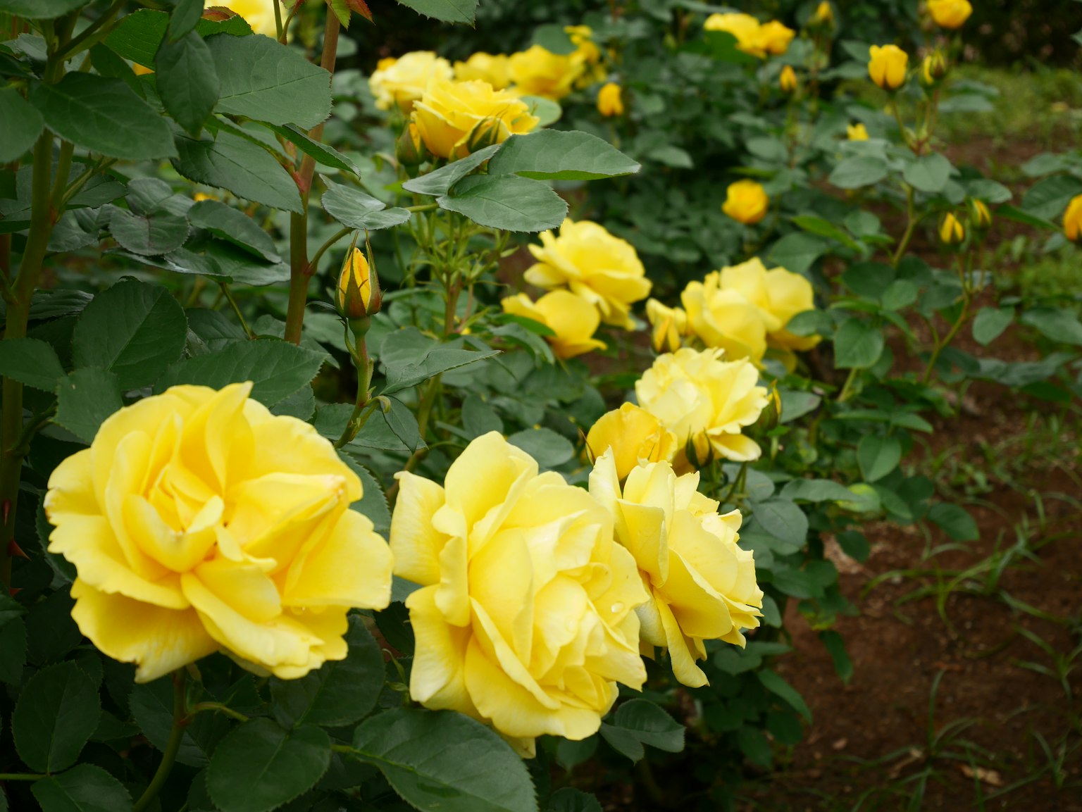 Gartenszene mit blühenden gelben Rosen