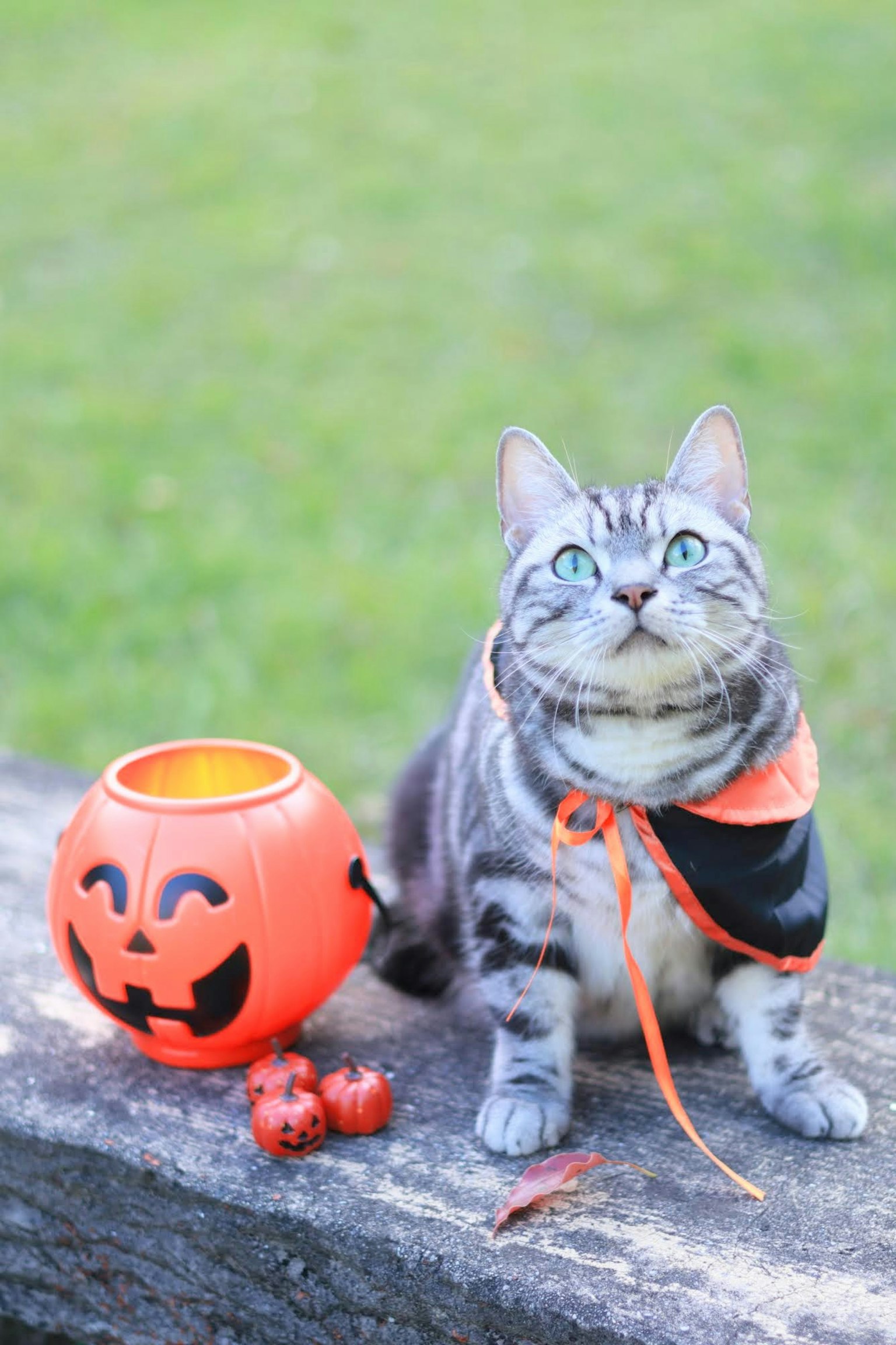 Eine Katze in einem Halloween-Kostüm neben einem orangefarbenen Kürbis-Eimer