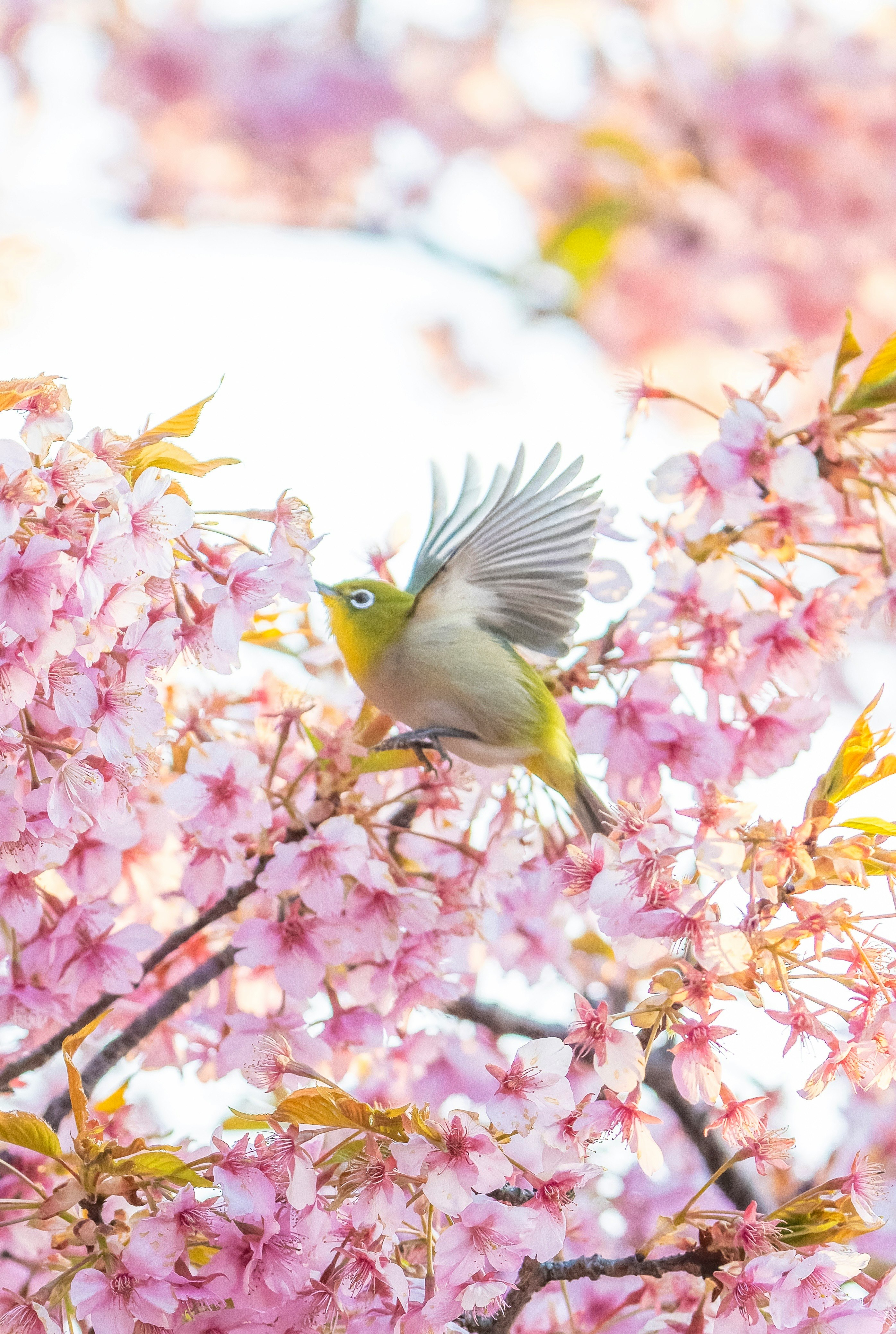 Burung mata putih bertengger di bunga sakura Kawazu