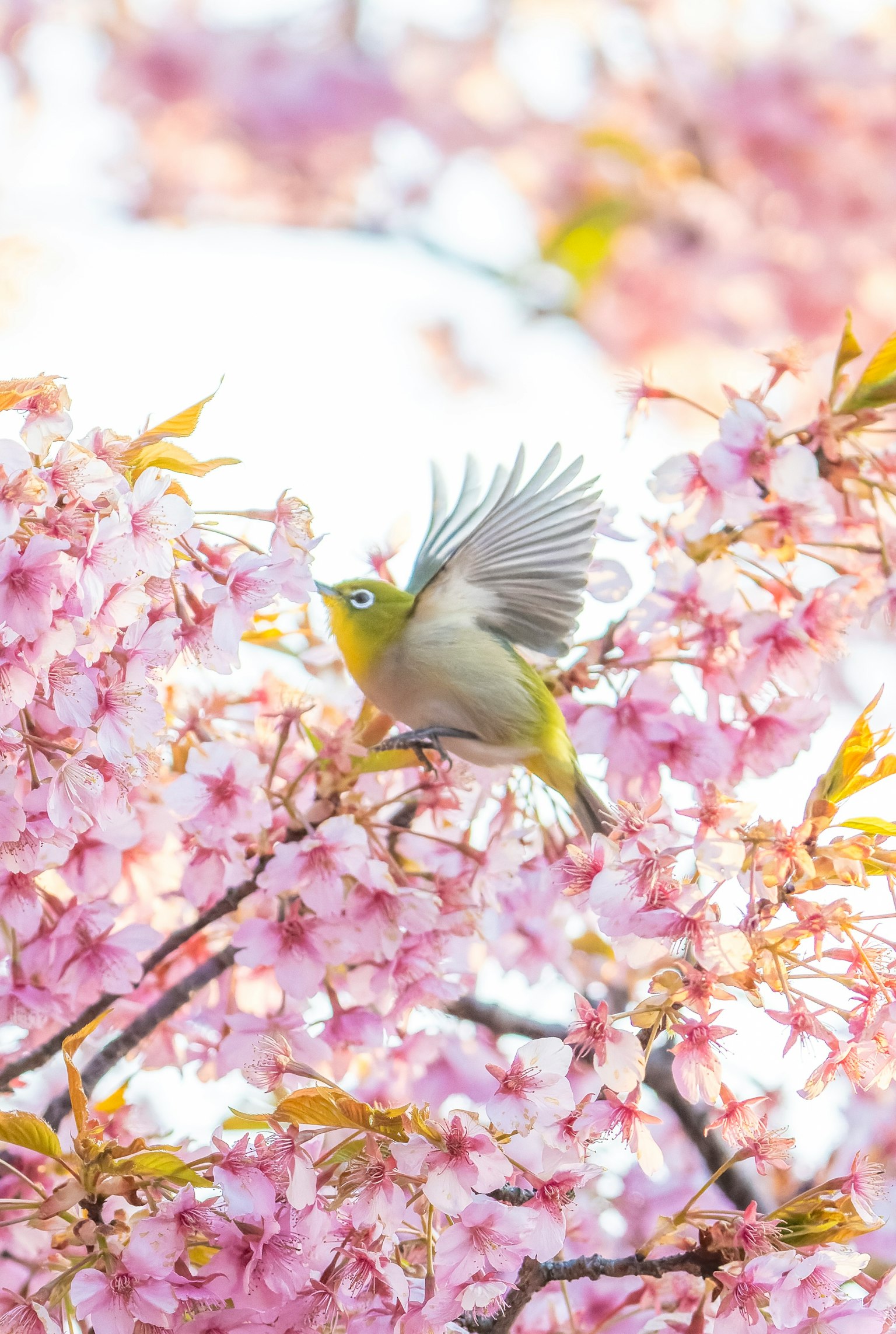 A small bird fluttering among cherry blossom flowers