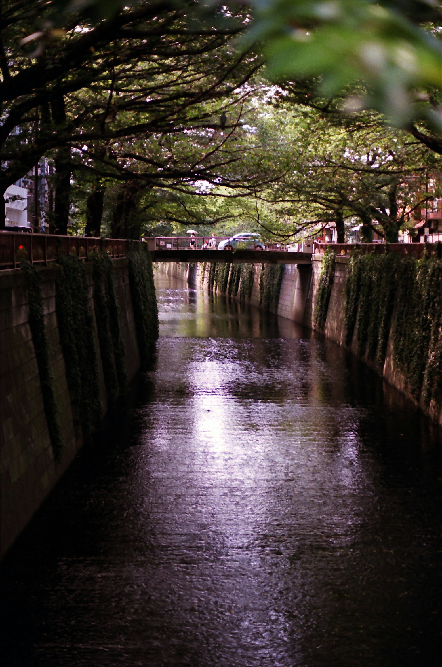 Canal sereno flanqueado por árboles verdes exuberantes