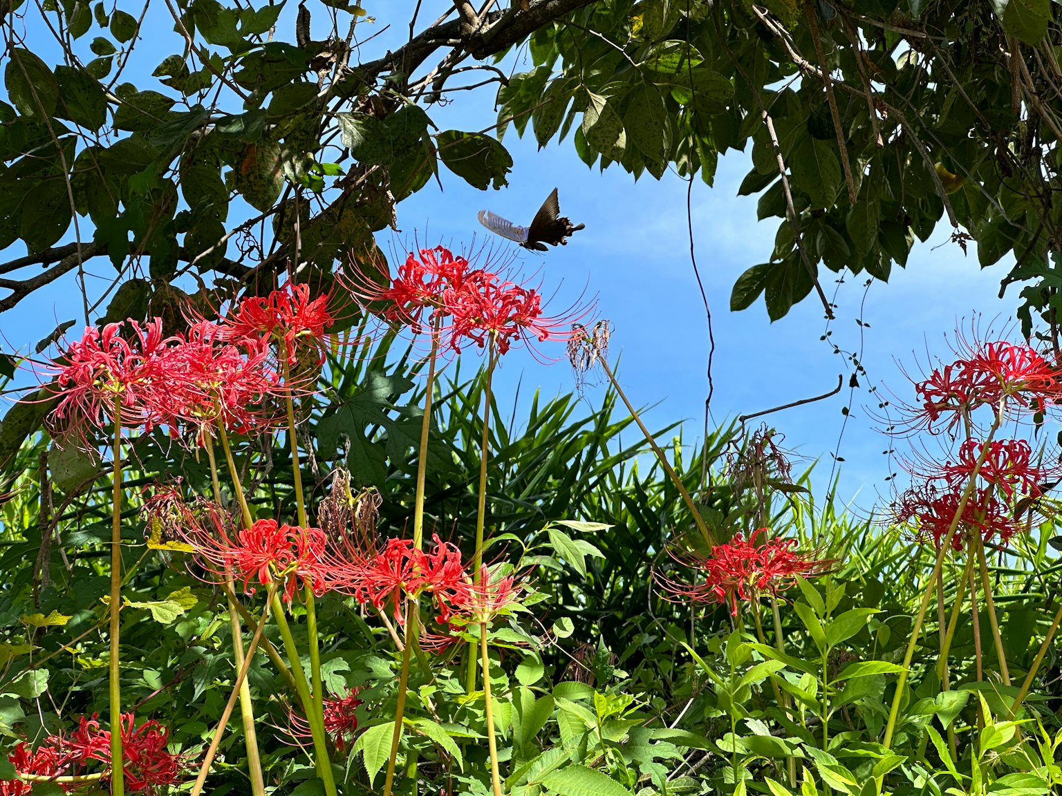 A butterfly flying among red flowers and blue sky