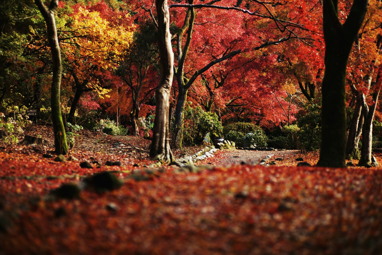 Un chemin pittoresque à travers une forêt d'automne vibrante remplie de feuilles rouges et jaunes