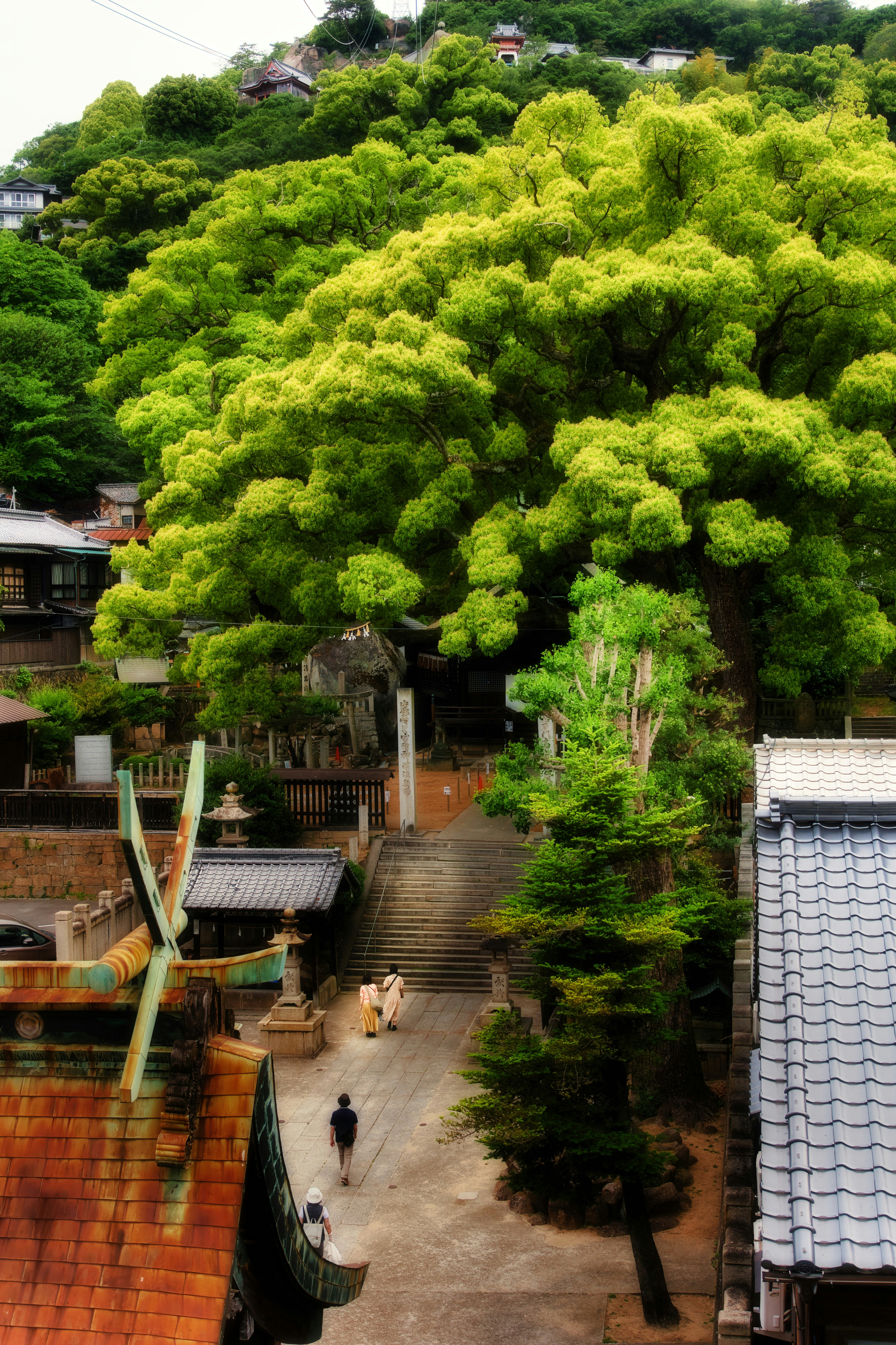 緑の山腹に広がる寺院の石段と参道