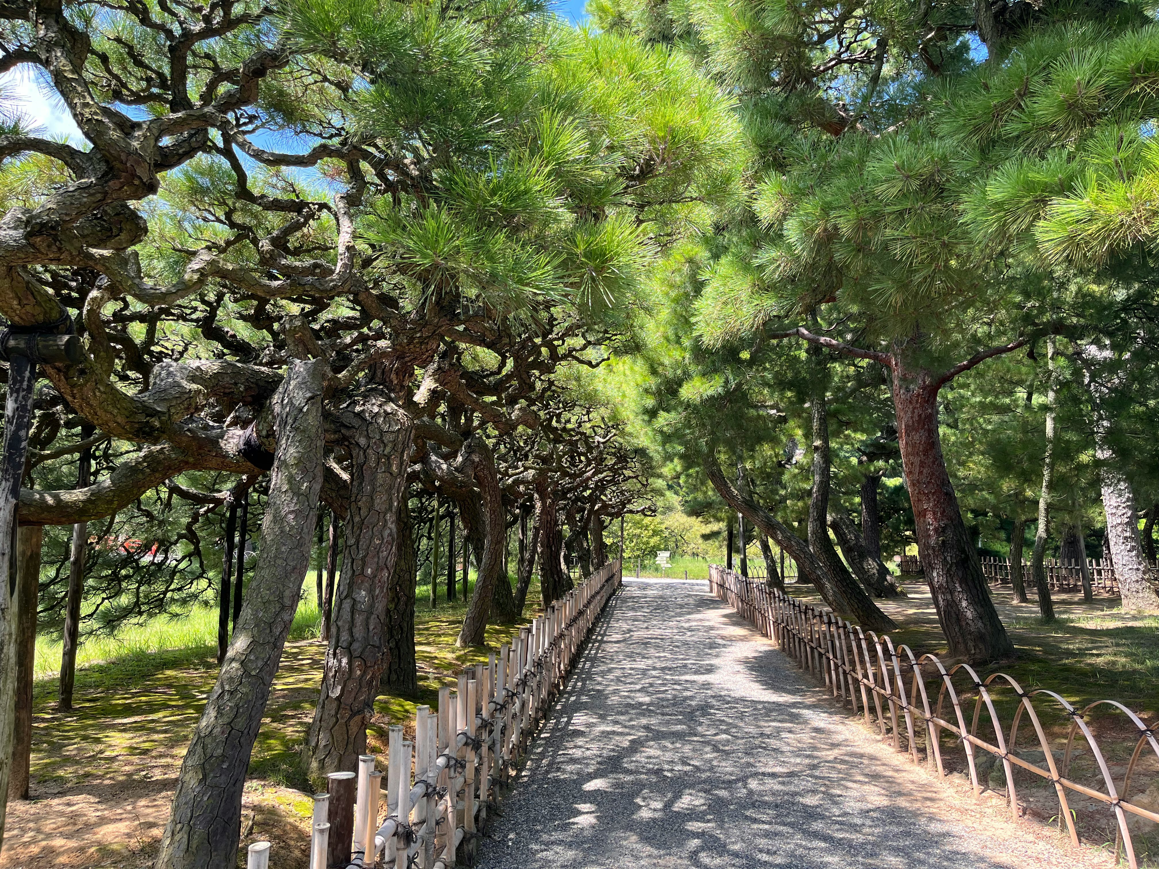 松林蔭下的石徑步道